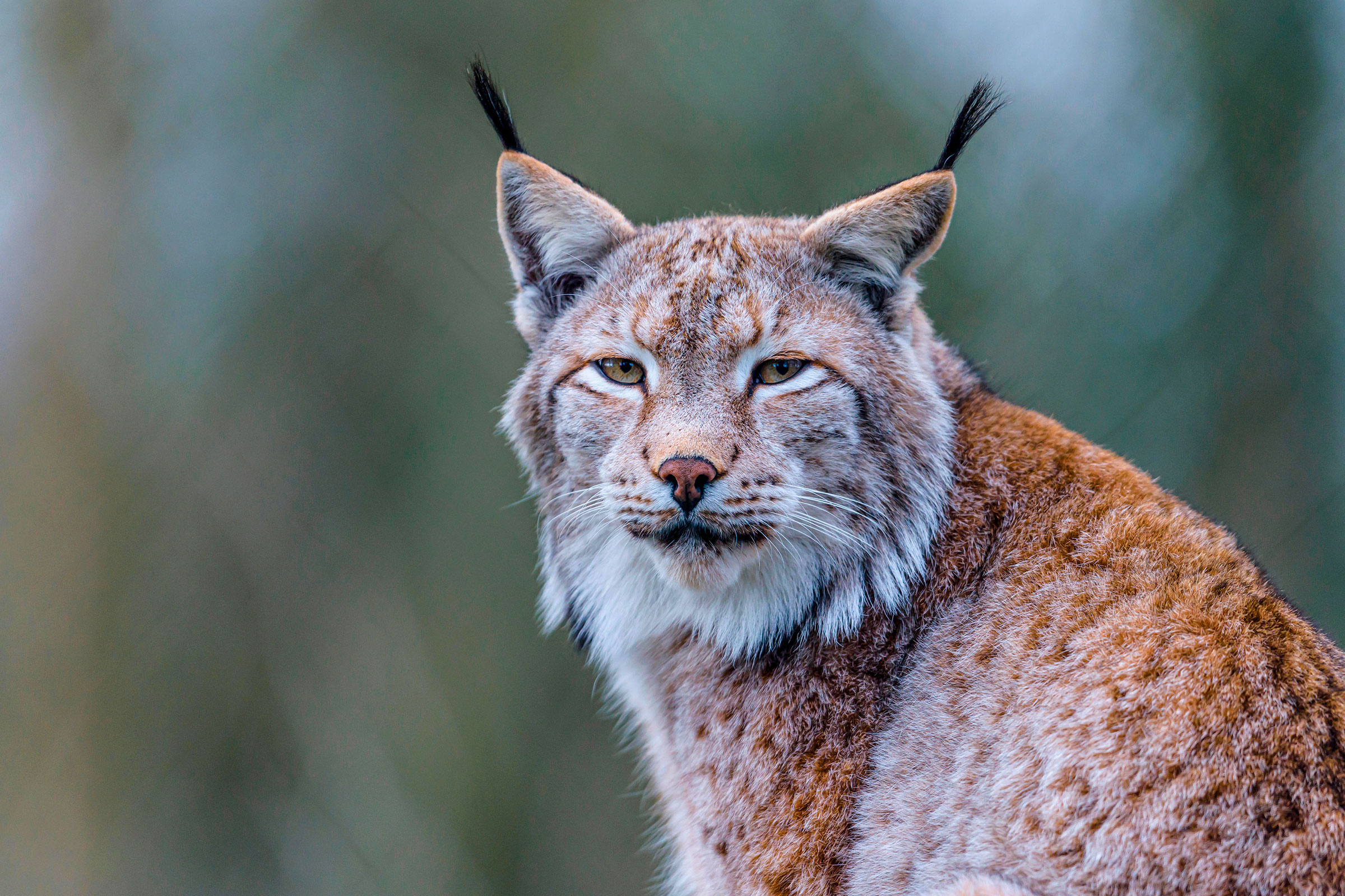 Eurasian lynx