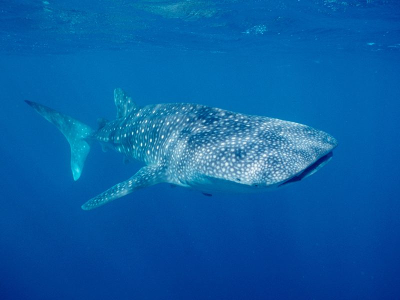 whale shark