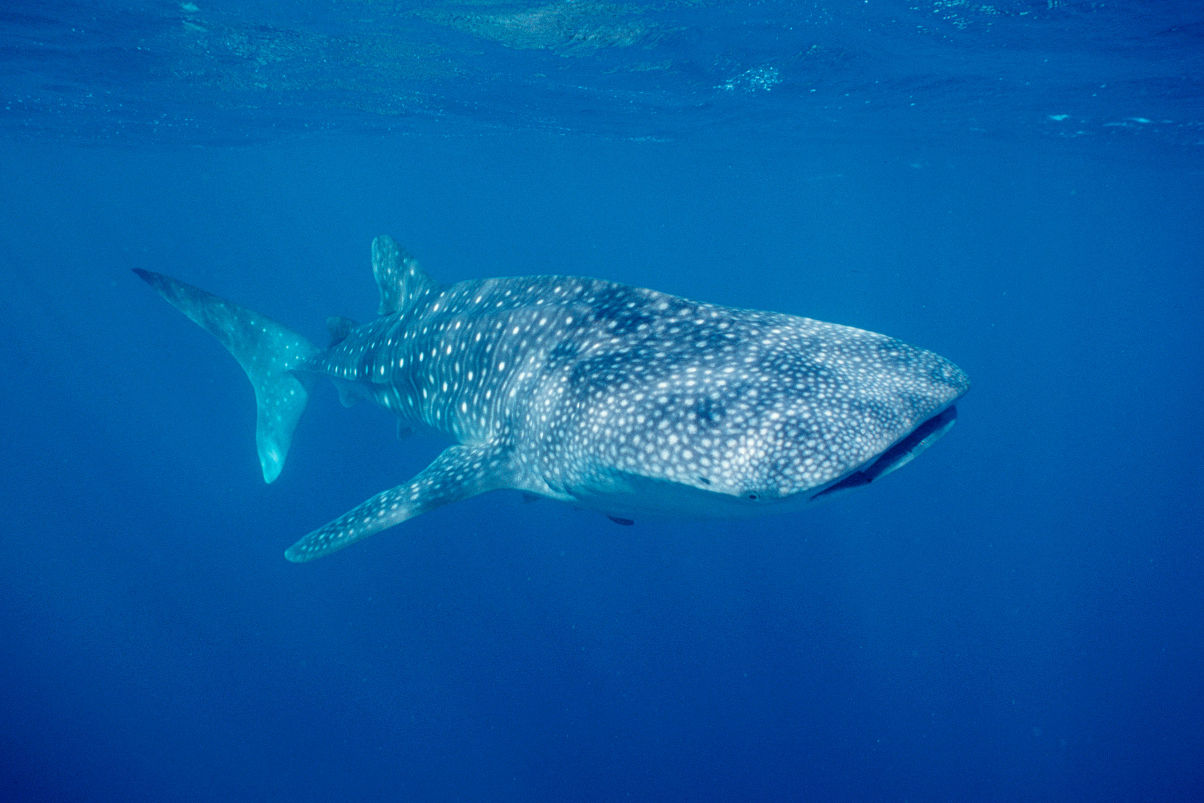 whale shark