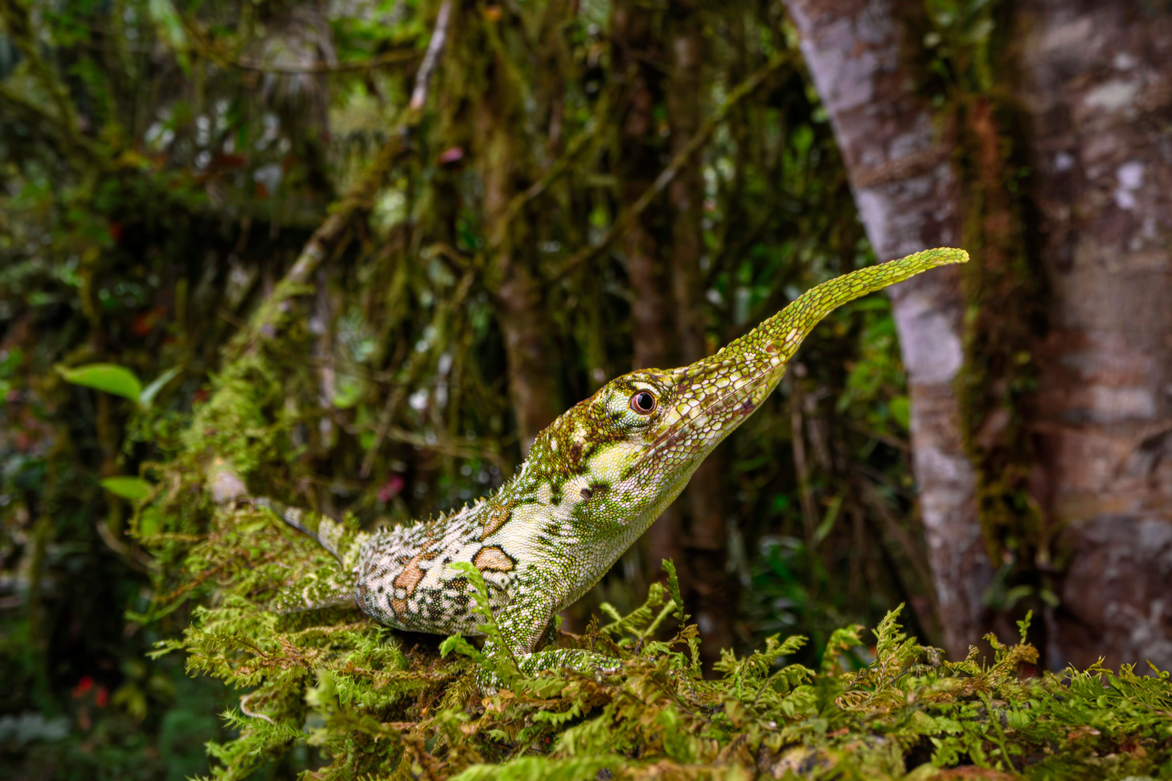 Pinocchio lizard