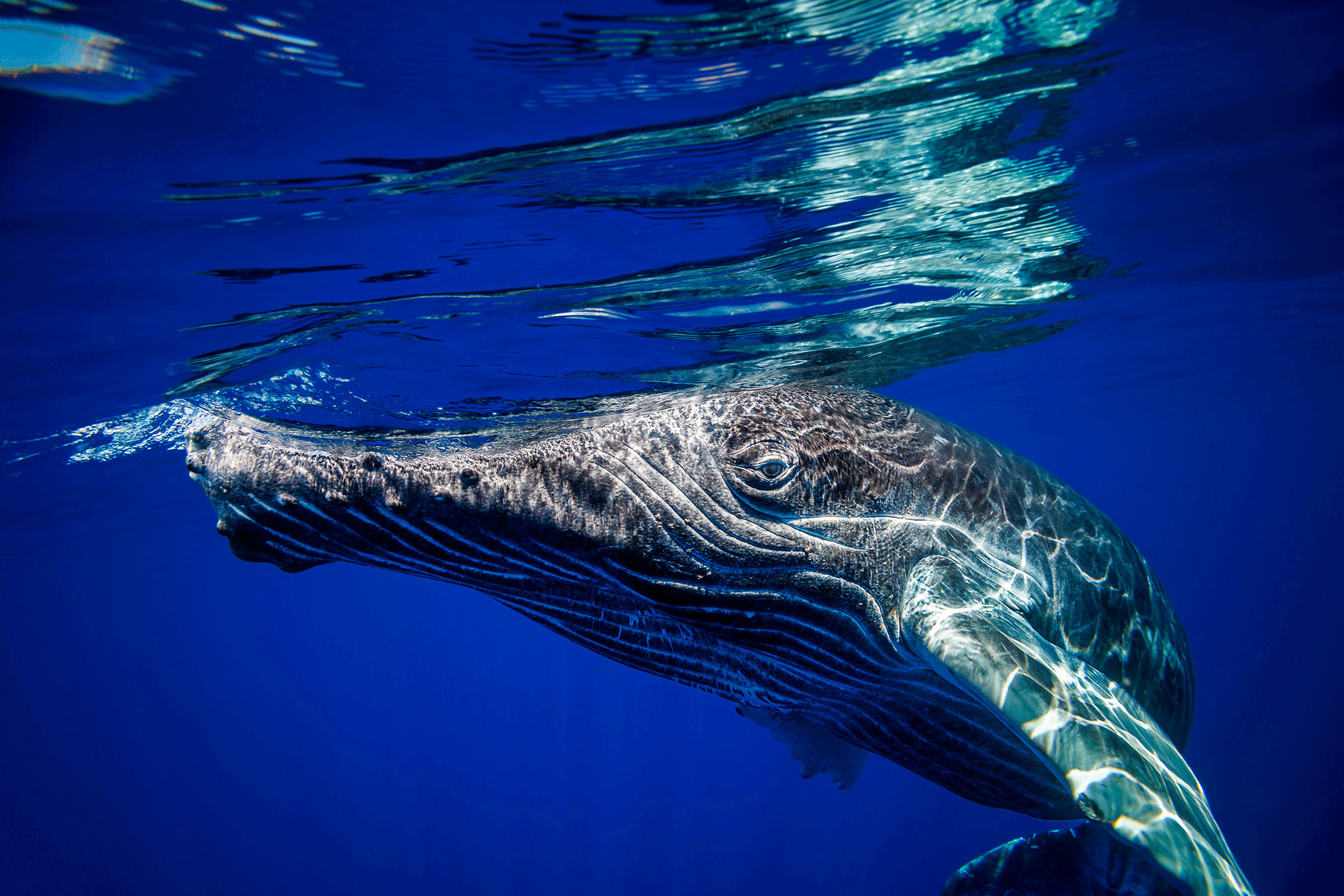 humpback whale