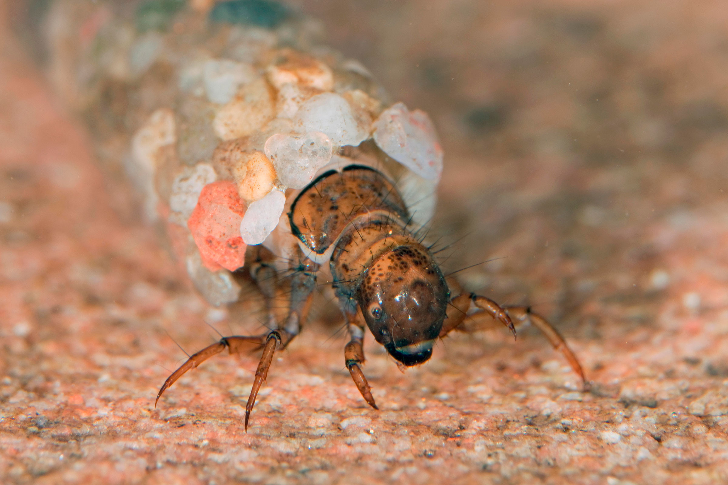caddisfly larva