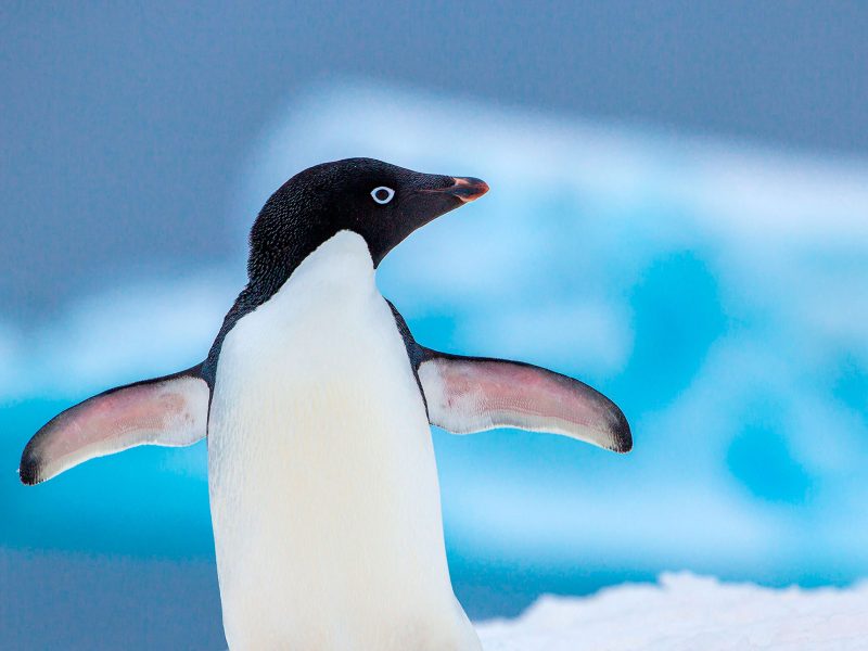 Adelie penguin