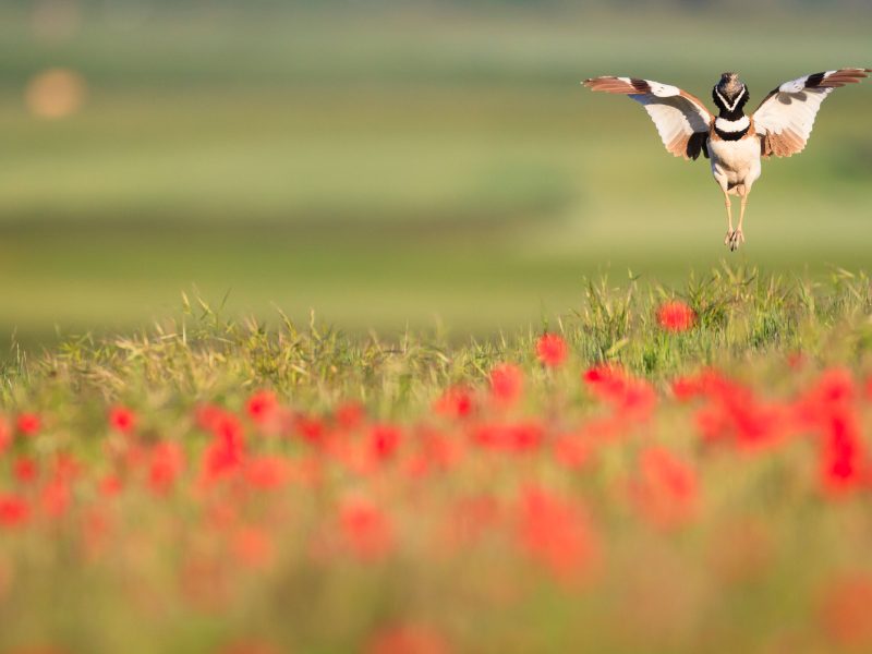little bustard above a field