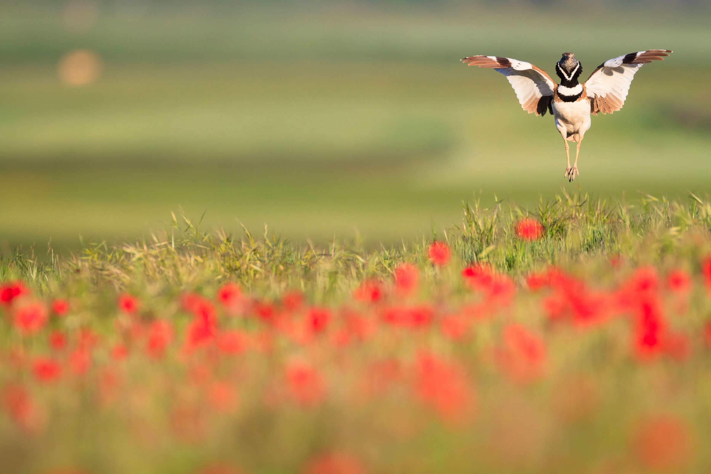 little bustard above a field