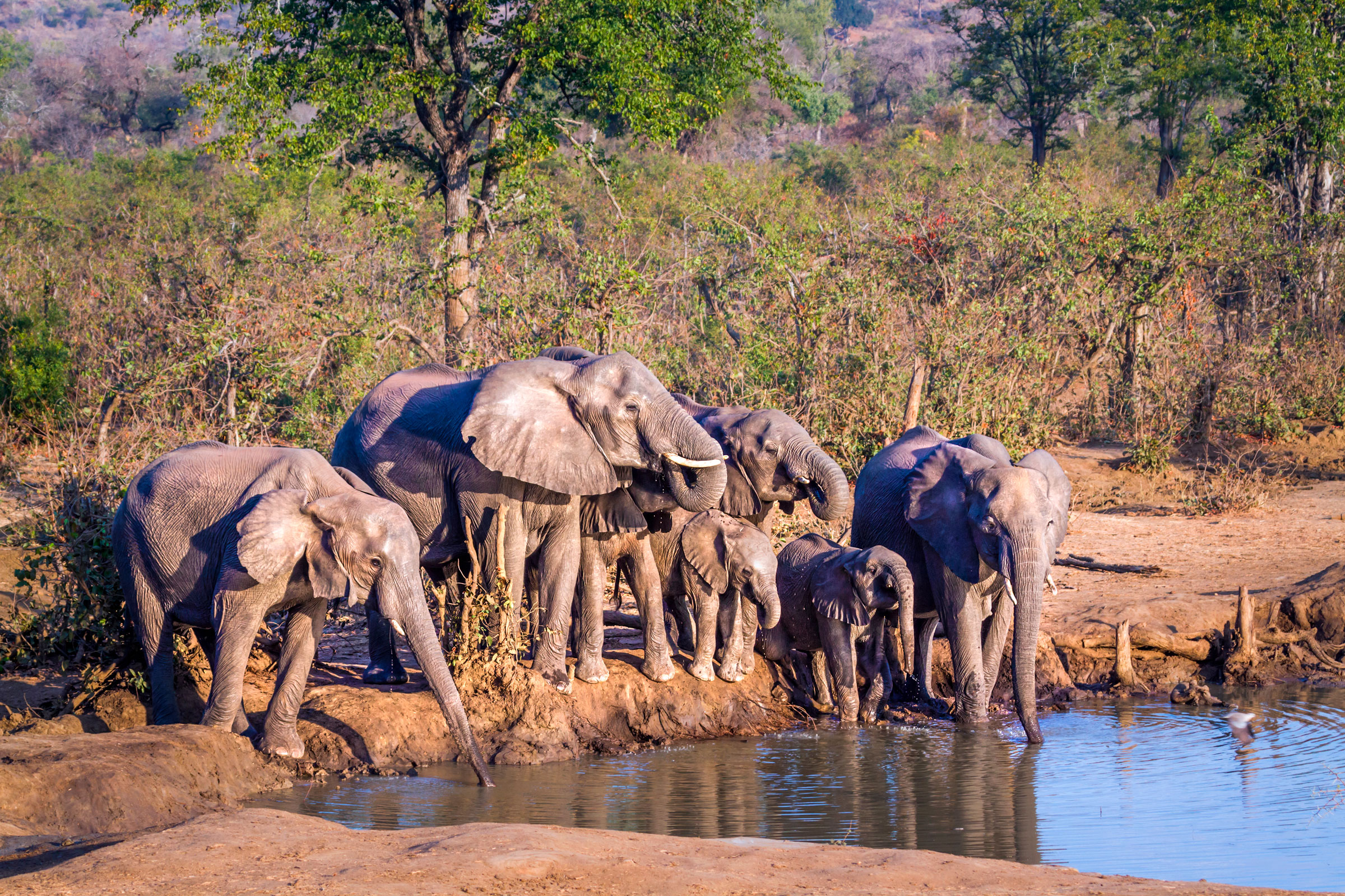 group of elephants at a drinking hole