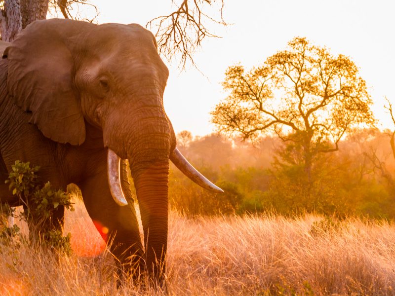 African elephant at sunset