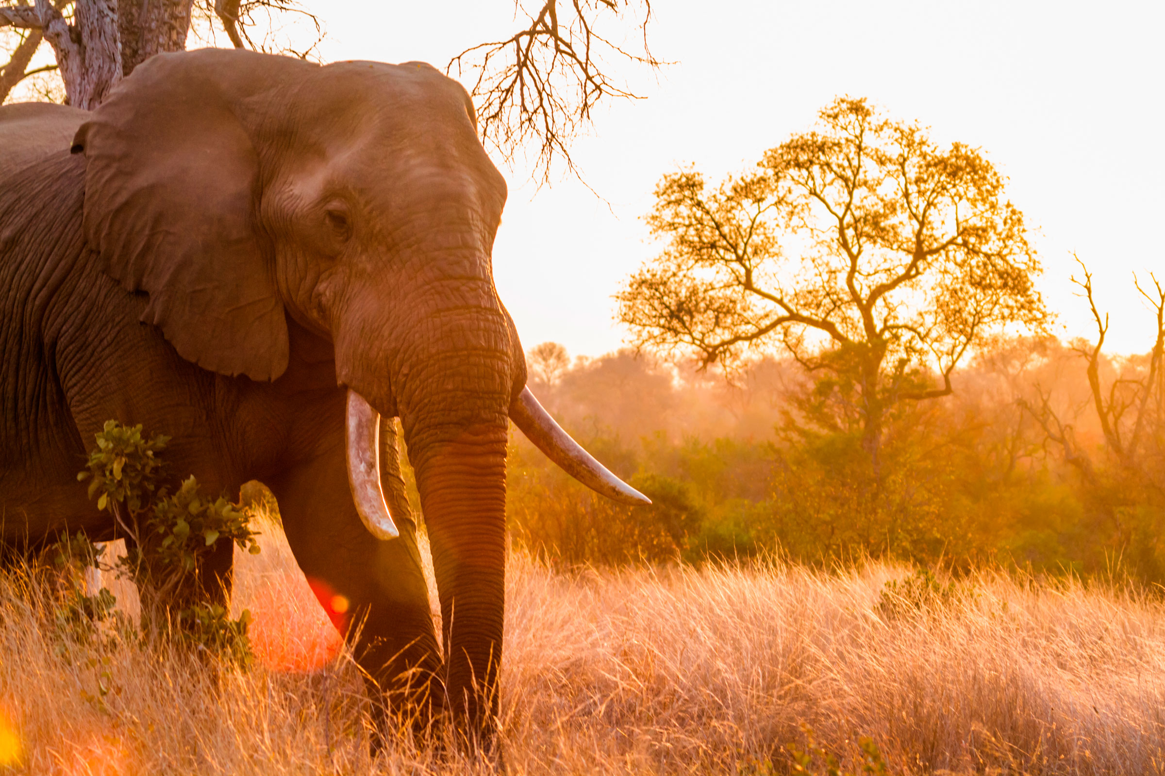 African elephant at sunset