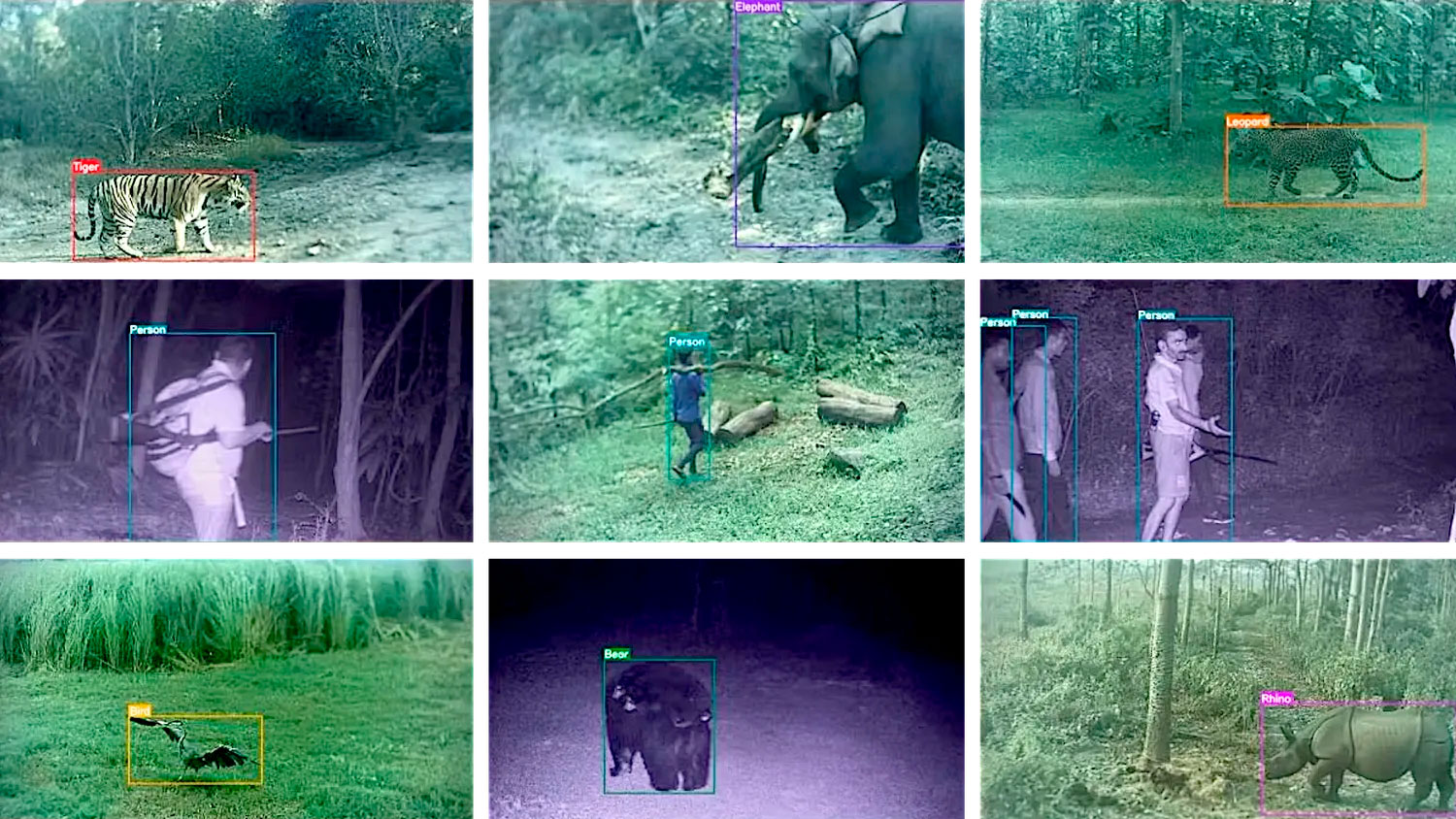 Trail cam images with AI detection