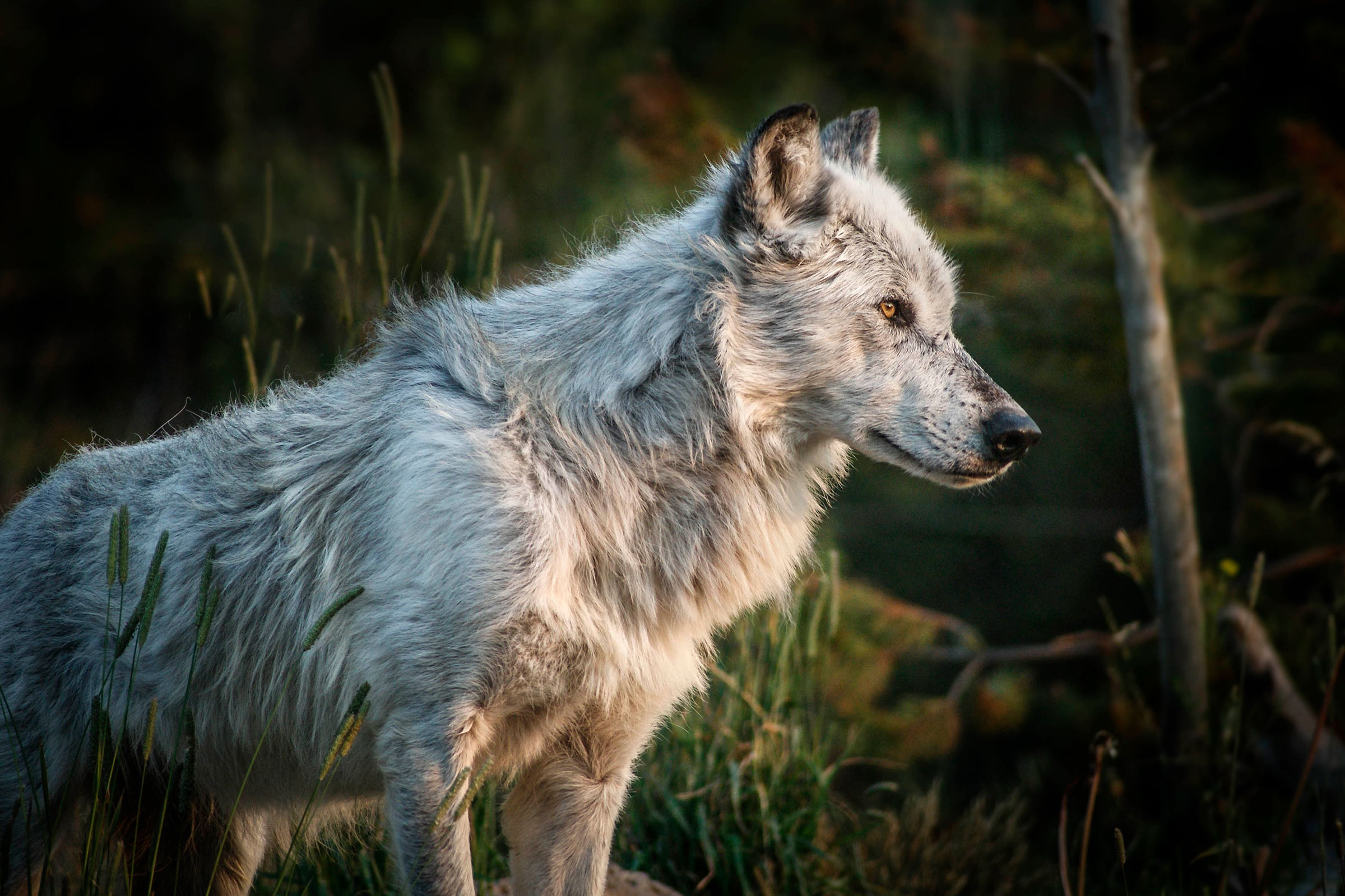 wolf in Yellowstone National Park