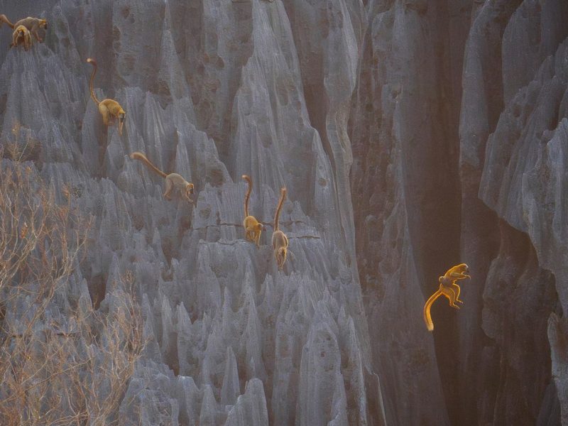 lemurs jumping