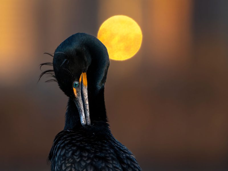 preening double-crested cormorant