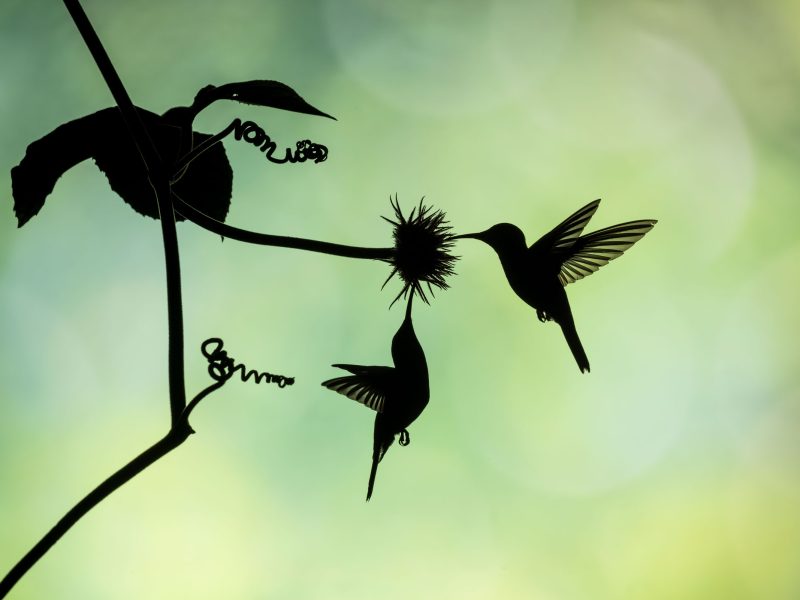 silhouette of hummingbirds at a flower