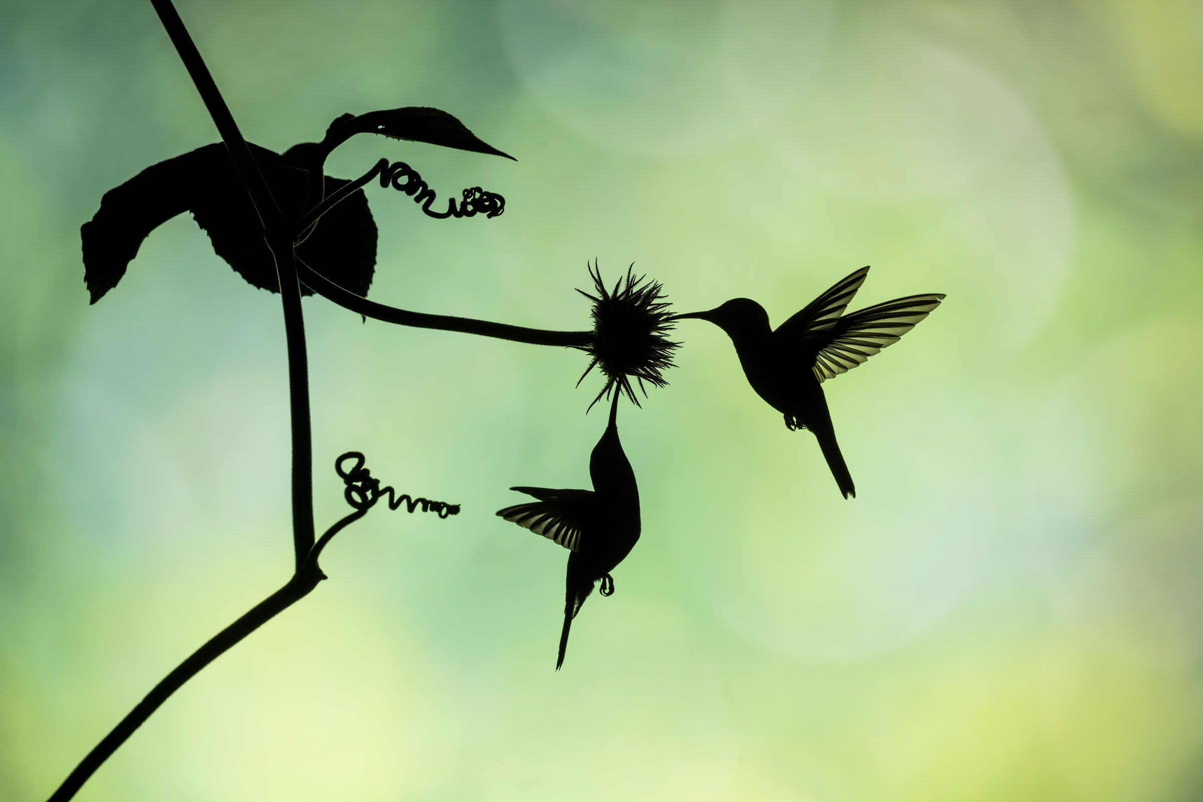 silhouette of hummingbirds at a flower