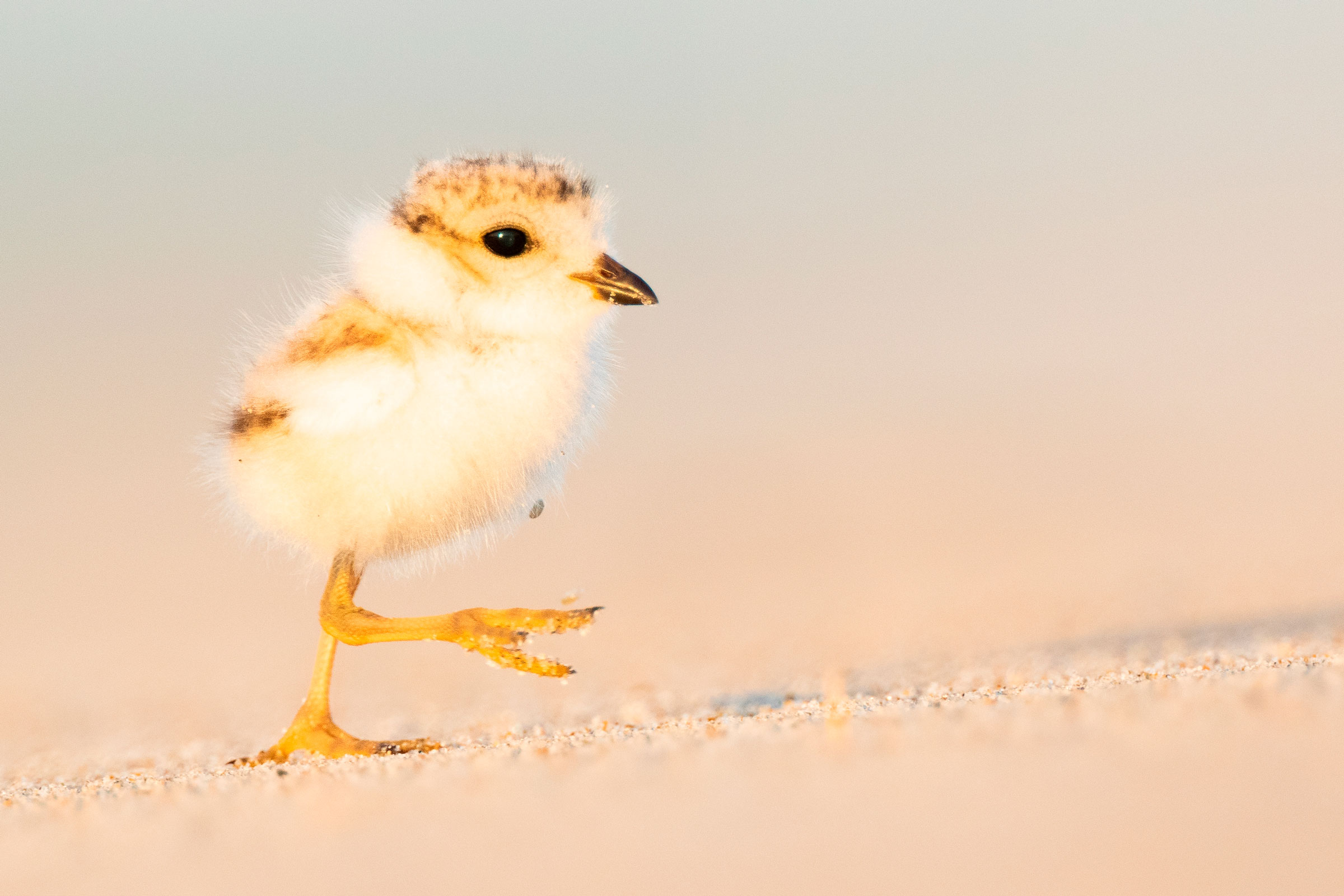 piping plover chick walking on sand