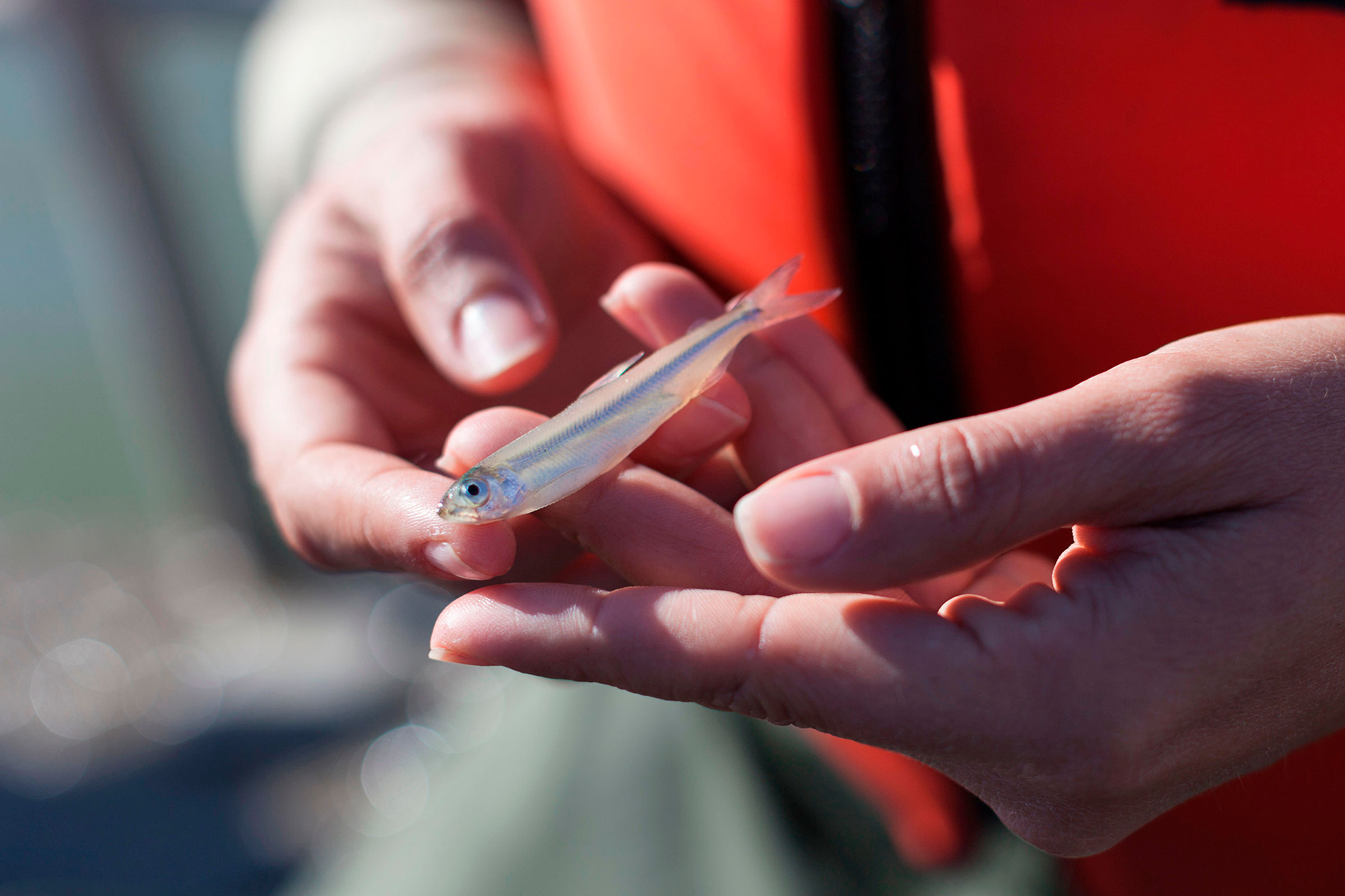 hands holding a delta smelt