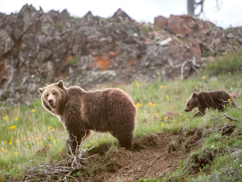 grizzly bear and cub