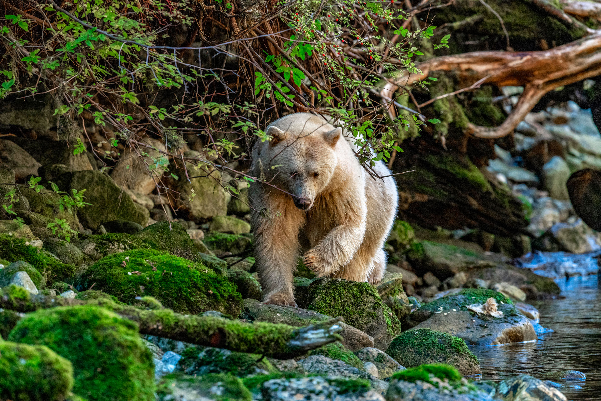 spirit bear