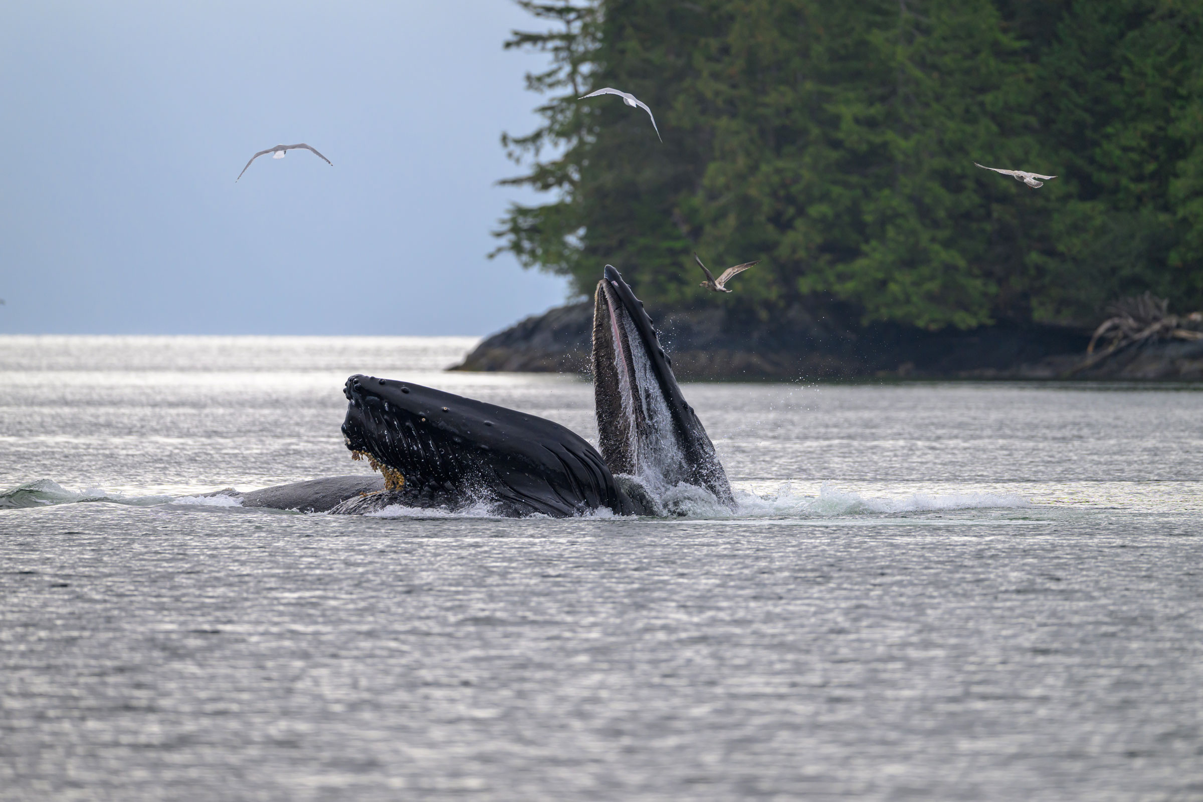 humpback whale