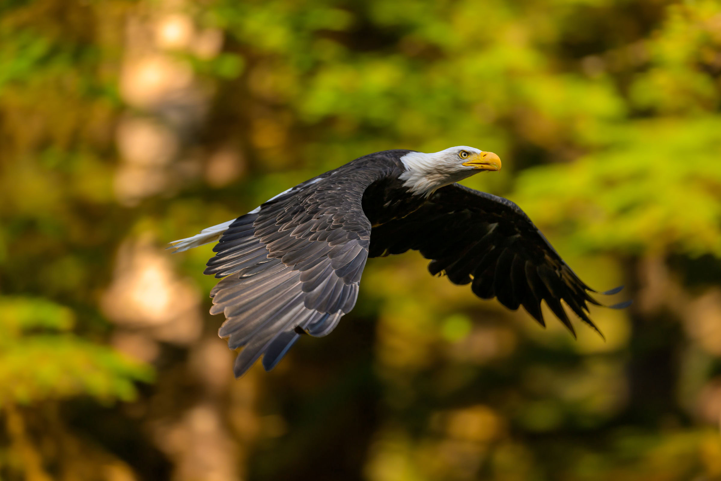 bald eagle