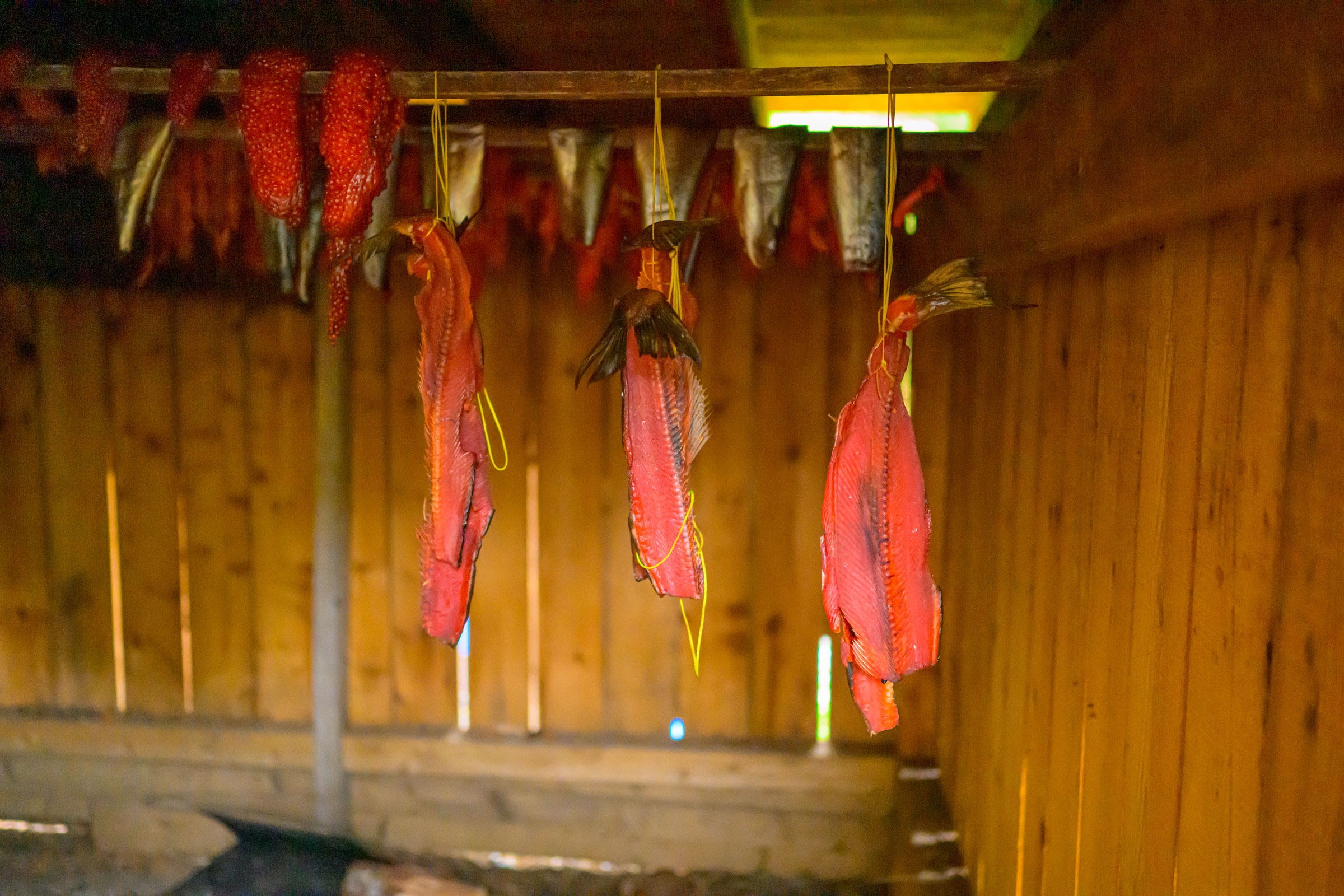 Coho salmon hang to dry in a smokehouse.