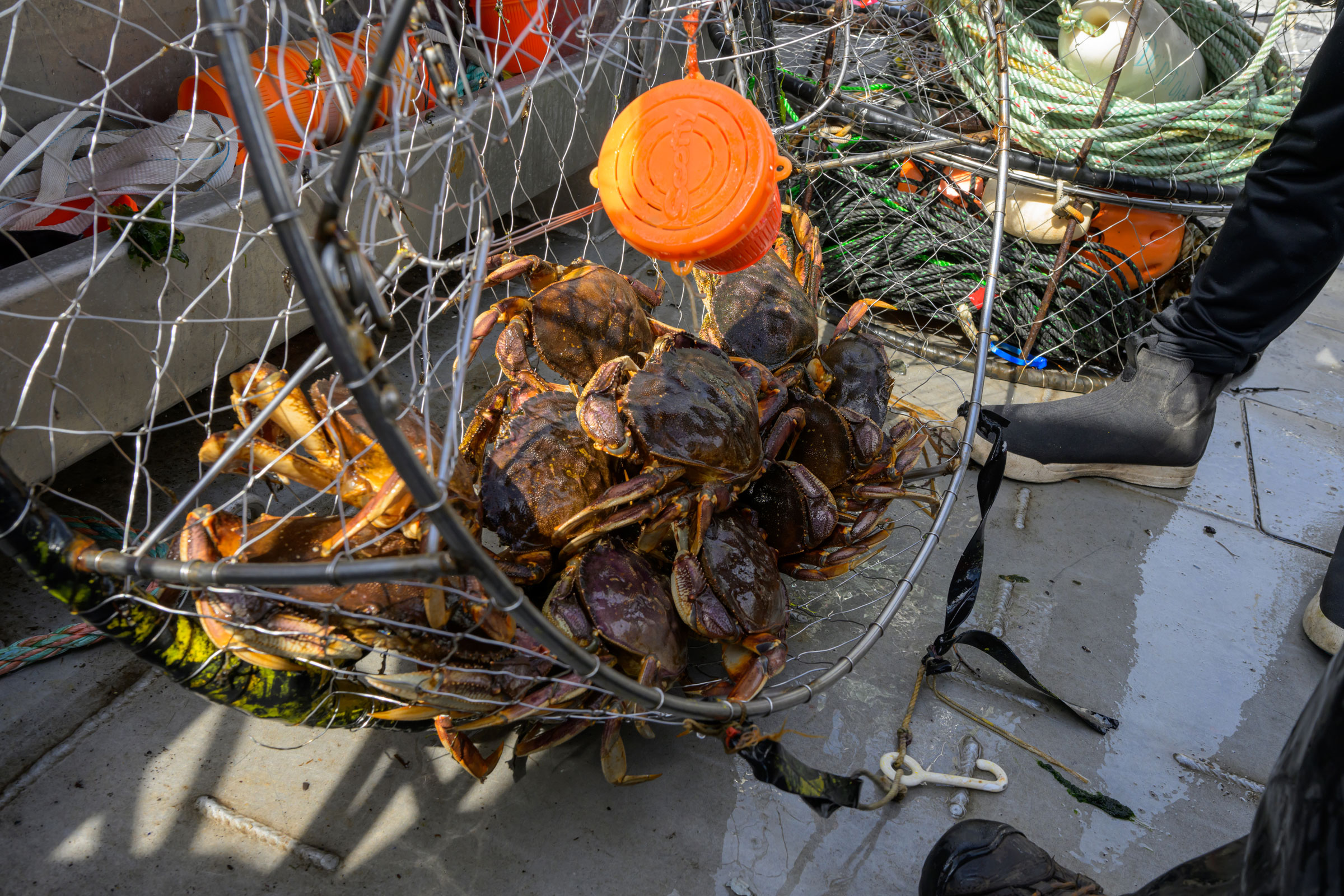 crabs in a trap