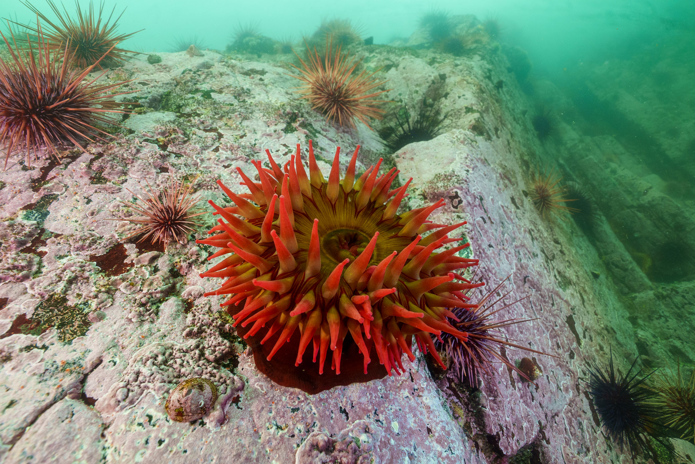 Sea anemone and urchins