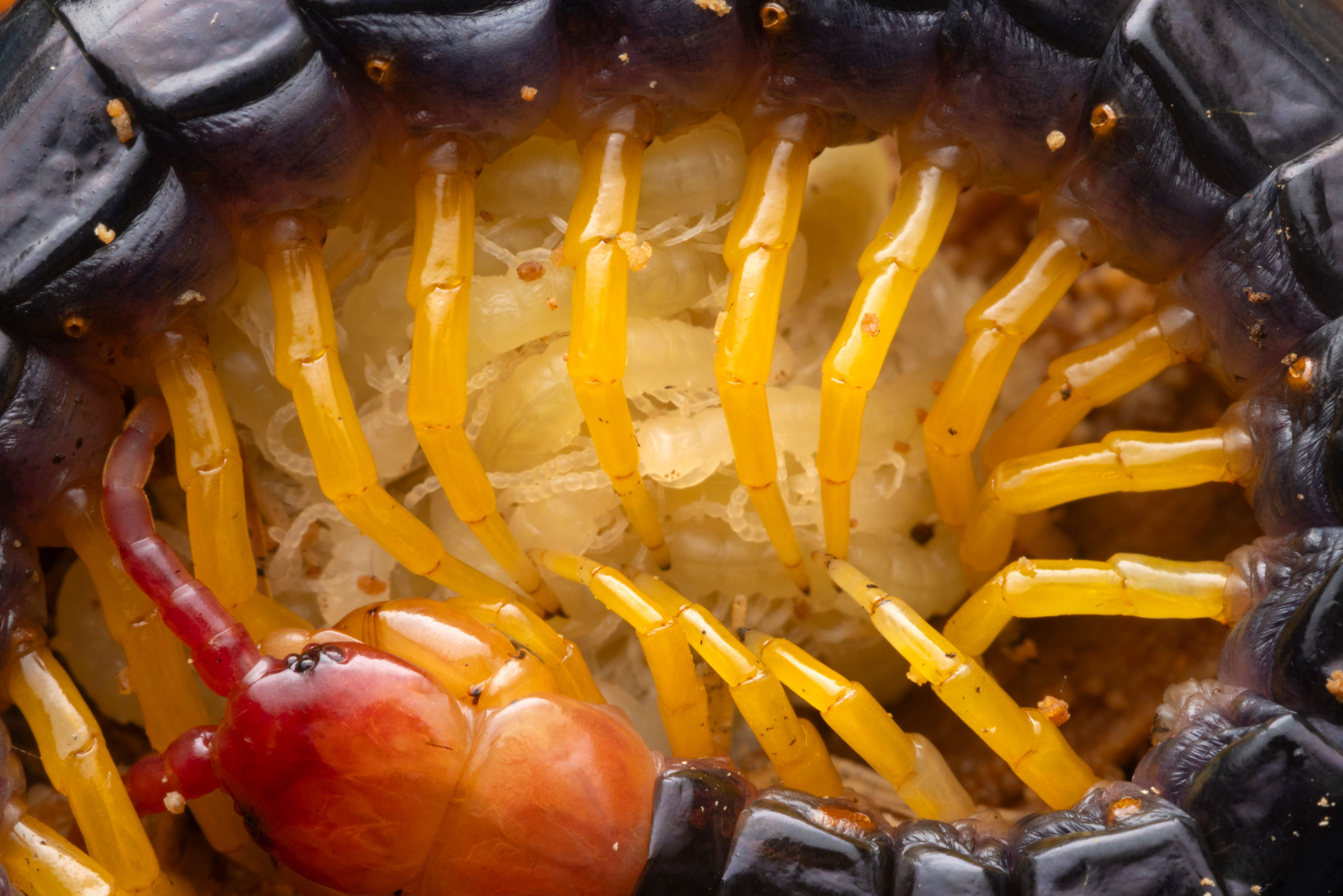centipede and its babies