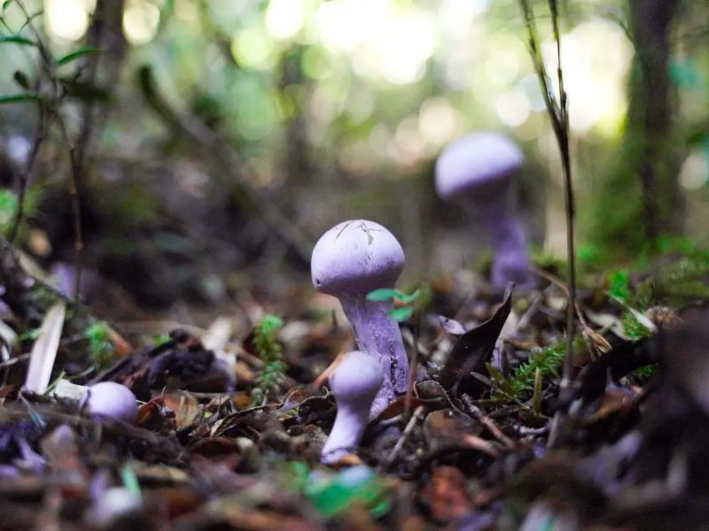 mushrooms