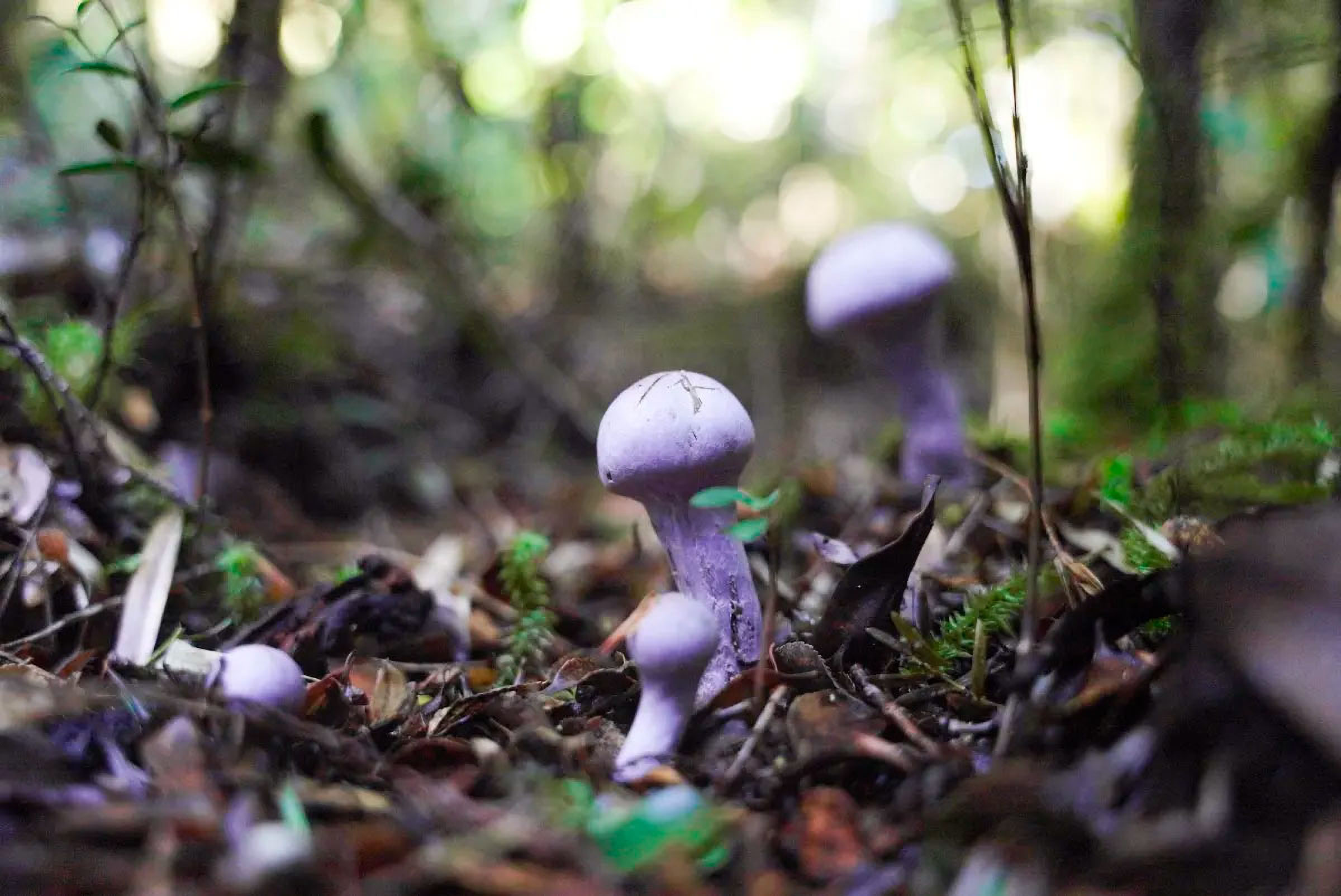 mushrooms