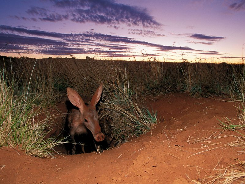 aardvark emerging from its burrow