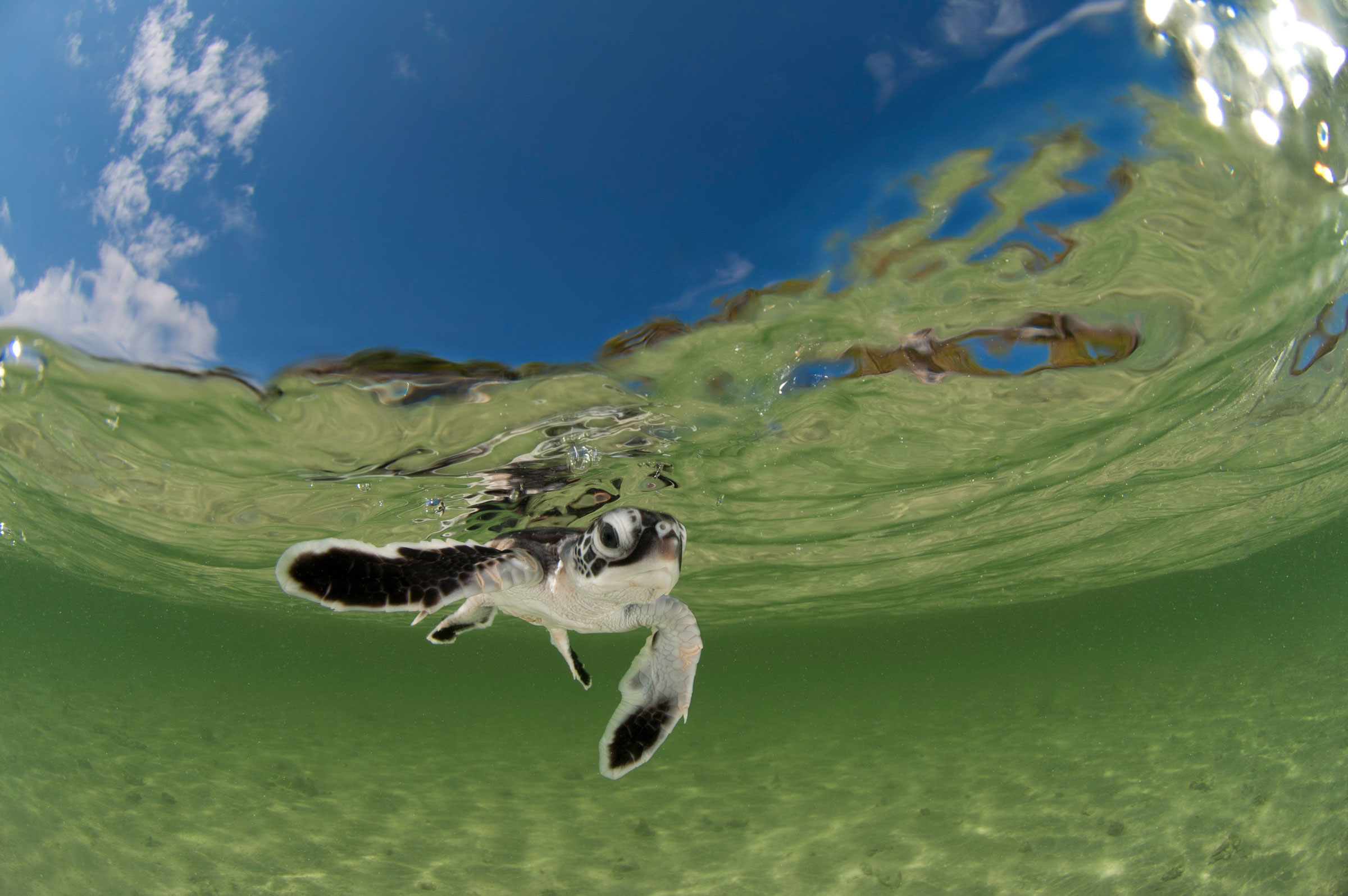 baby green turtle swimming