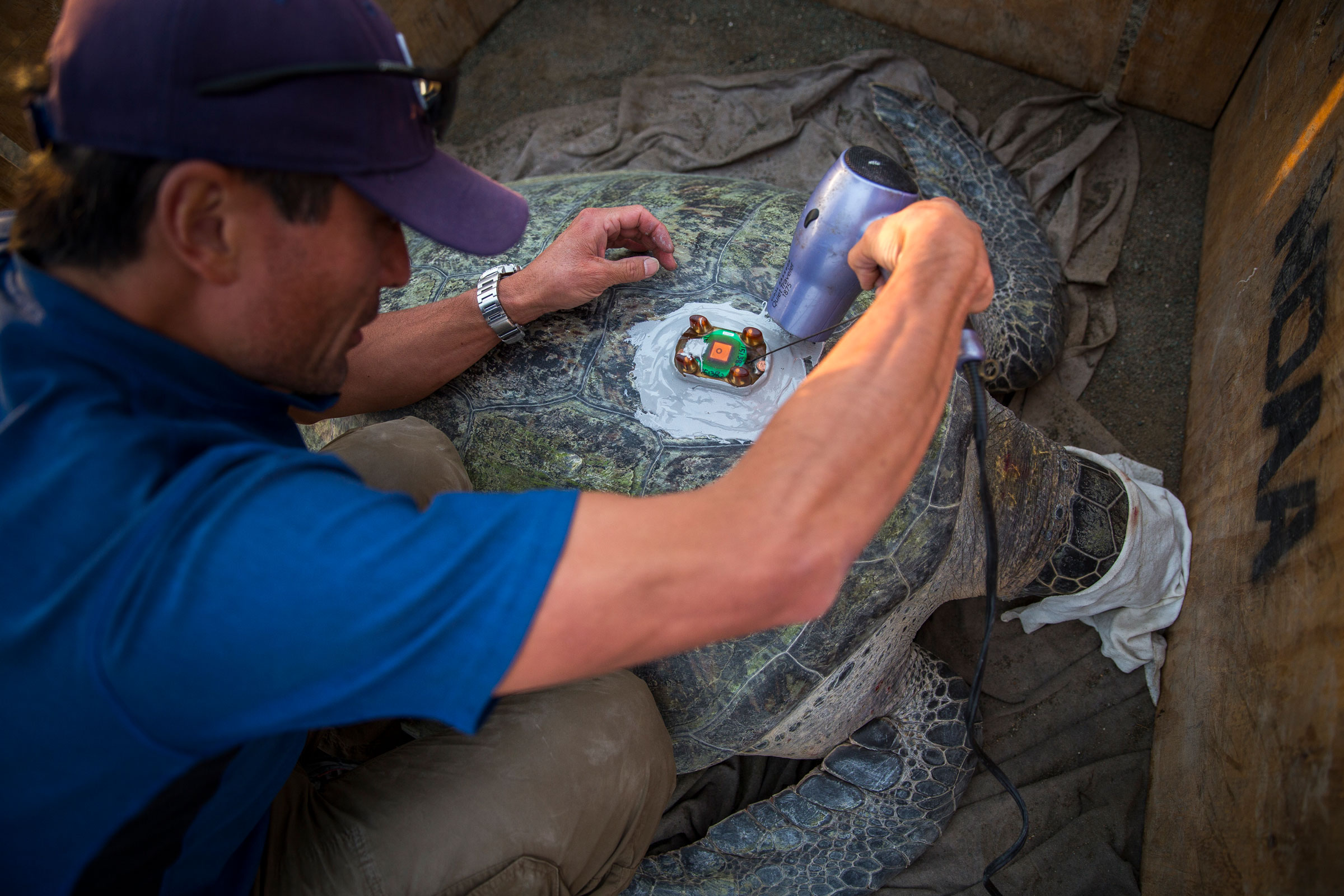 Seminoff attaches a transmitter to a turtle's shell