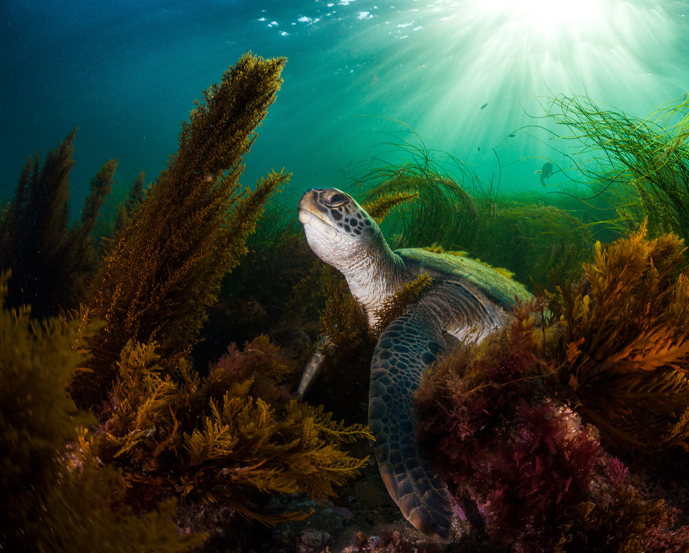 green sea turtle swimming in plants