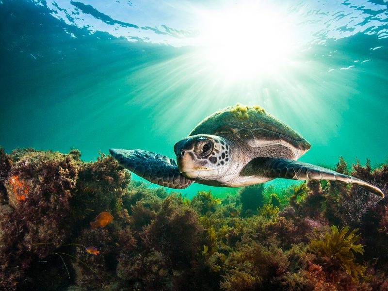 green sea turtle