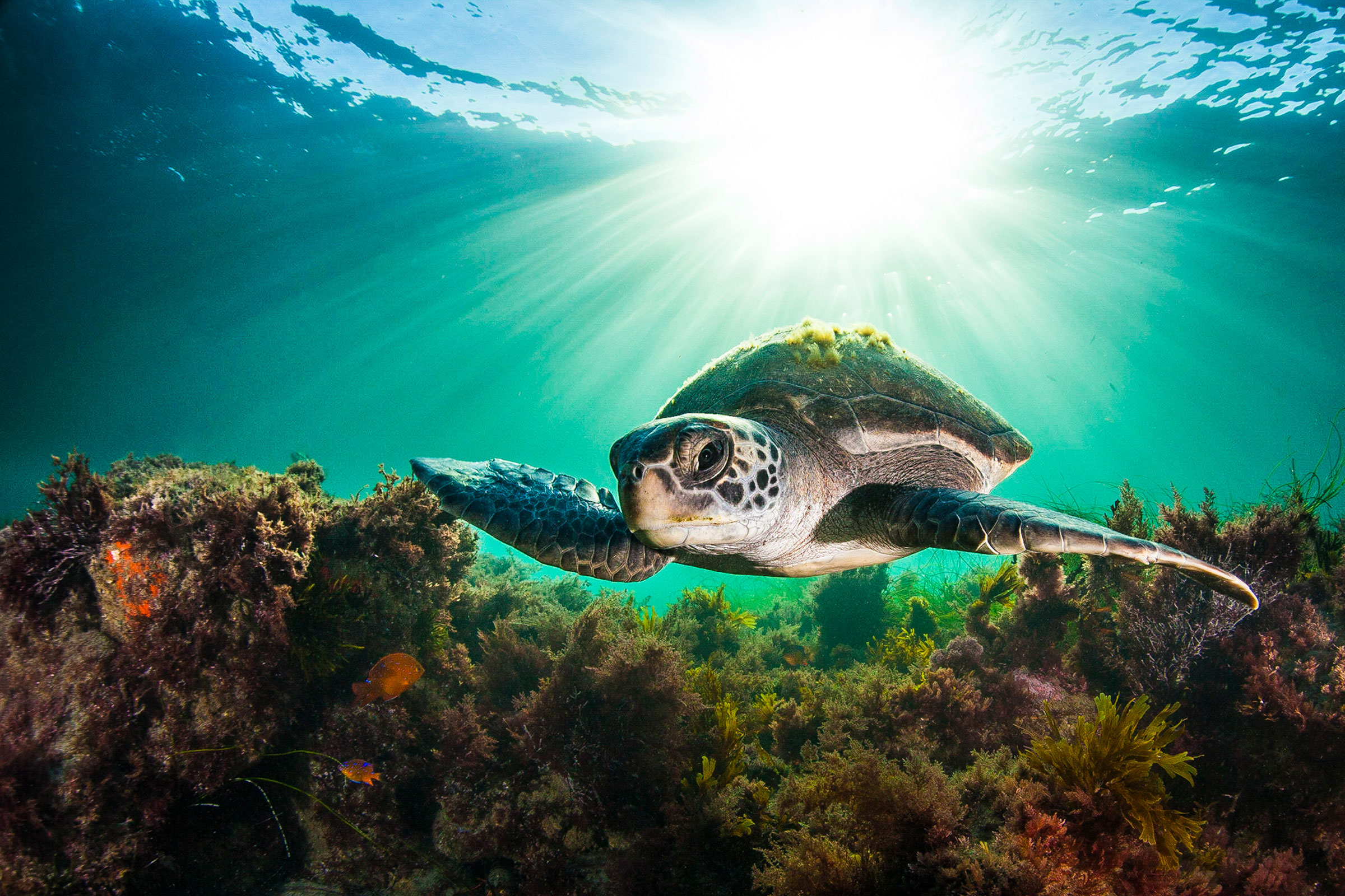 green sea turtle