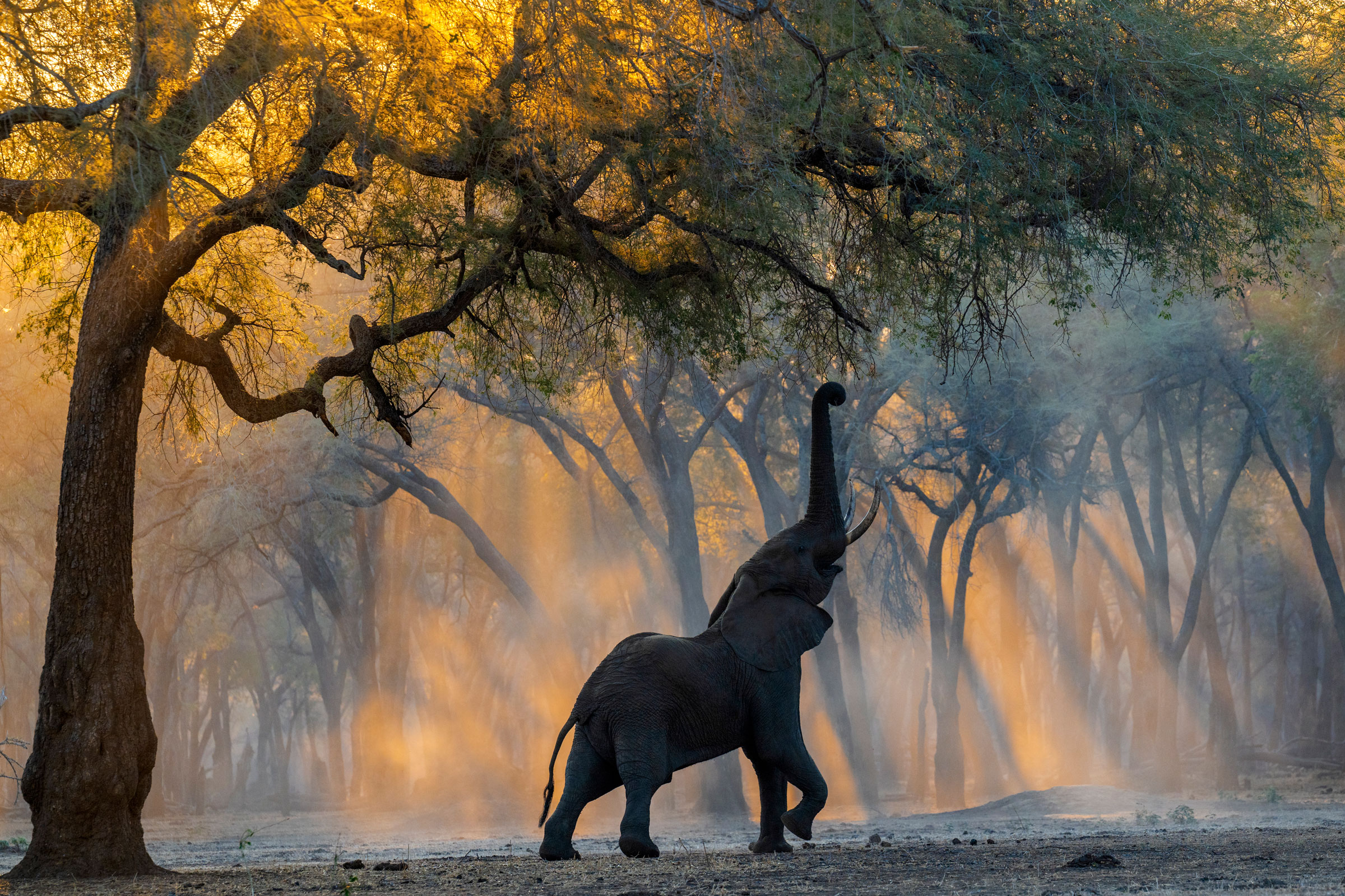 african elephant in the mist