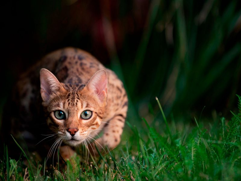 cat hunting