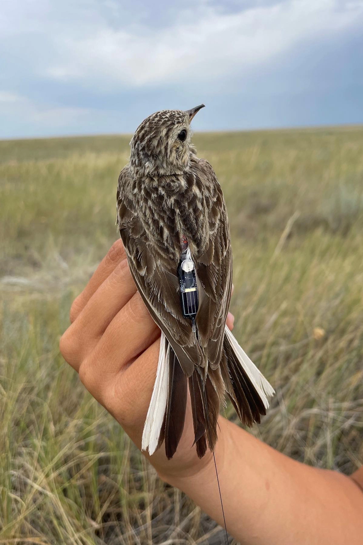 A Sprague’s pipit bears a tiny radio-frequency Motus tag on its back.
