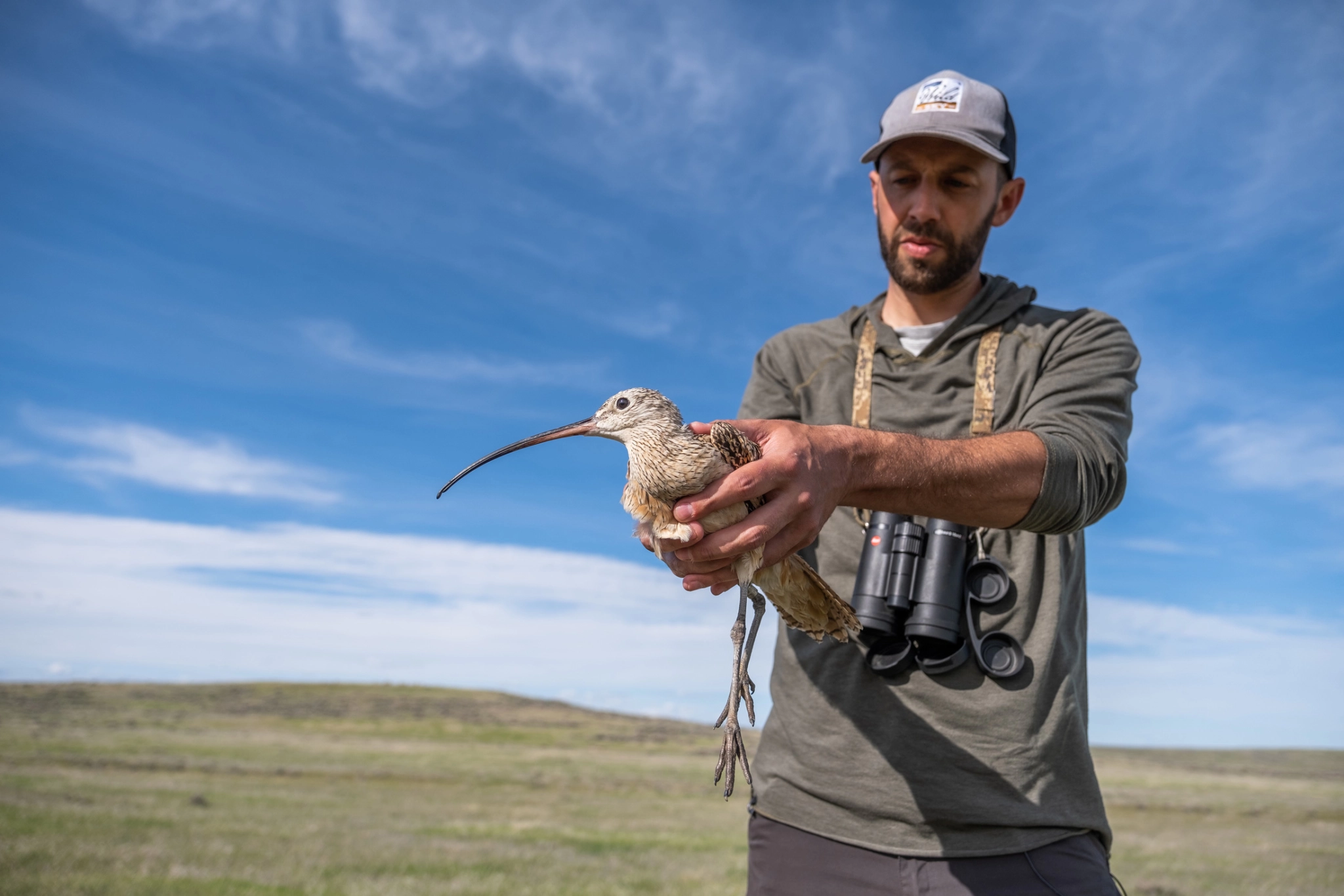 Research ecologist Andy Boyce holds a long-billed curlew