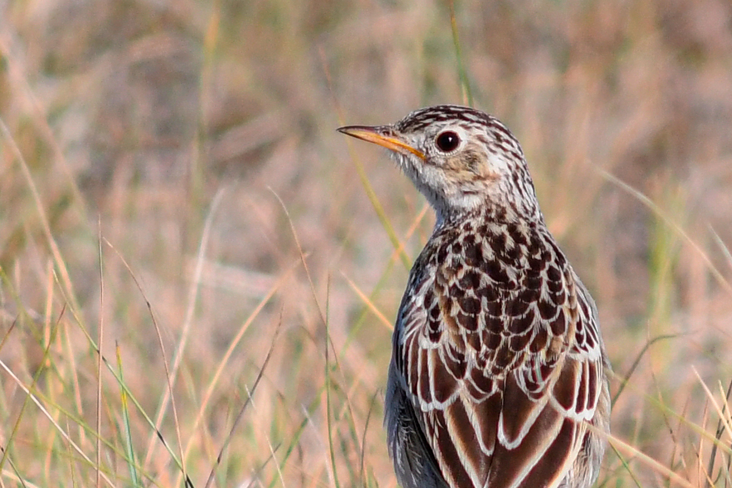 Sprague’s pipit