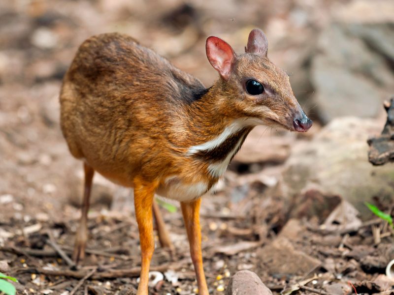 Java mouse-deer (Tragulus javanicus)
