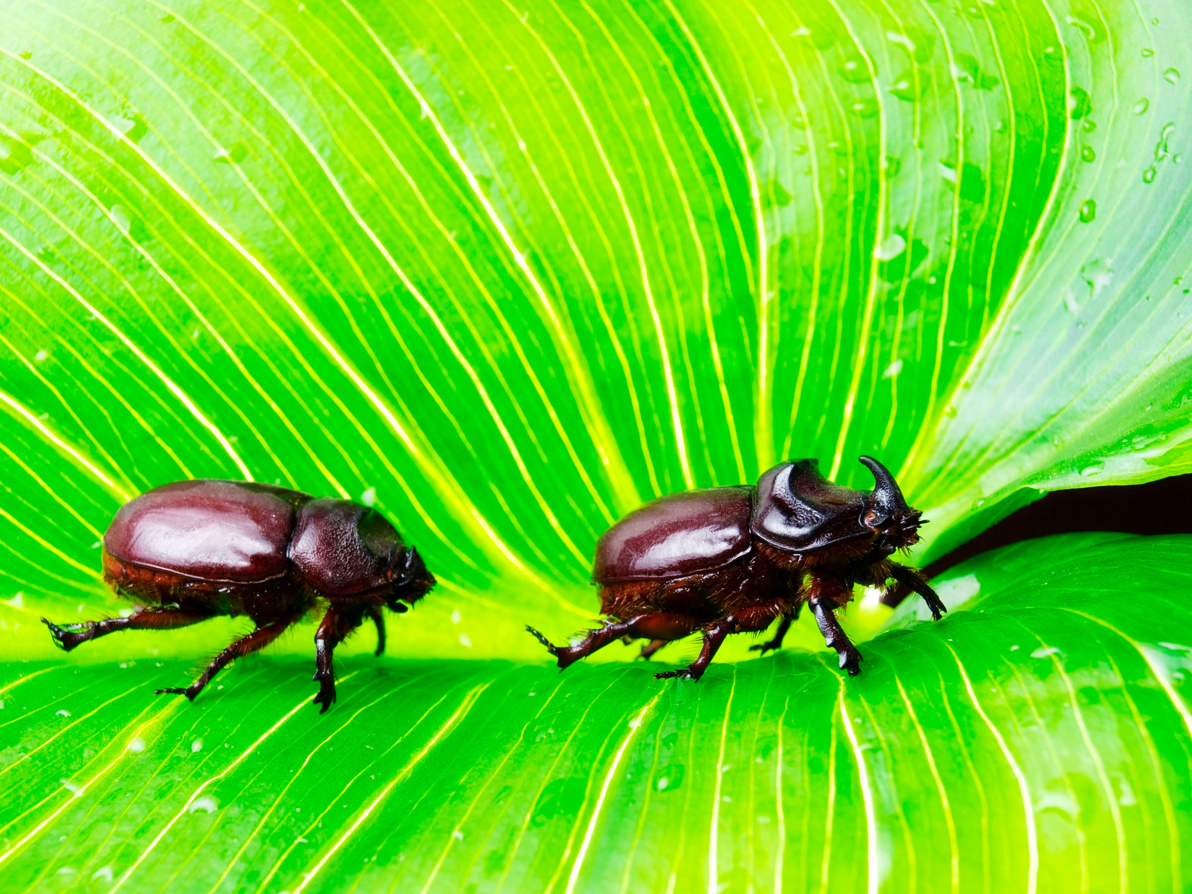 coconut rhinoceros beetles
