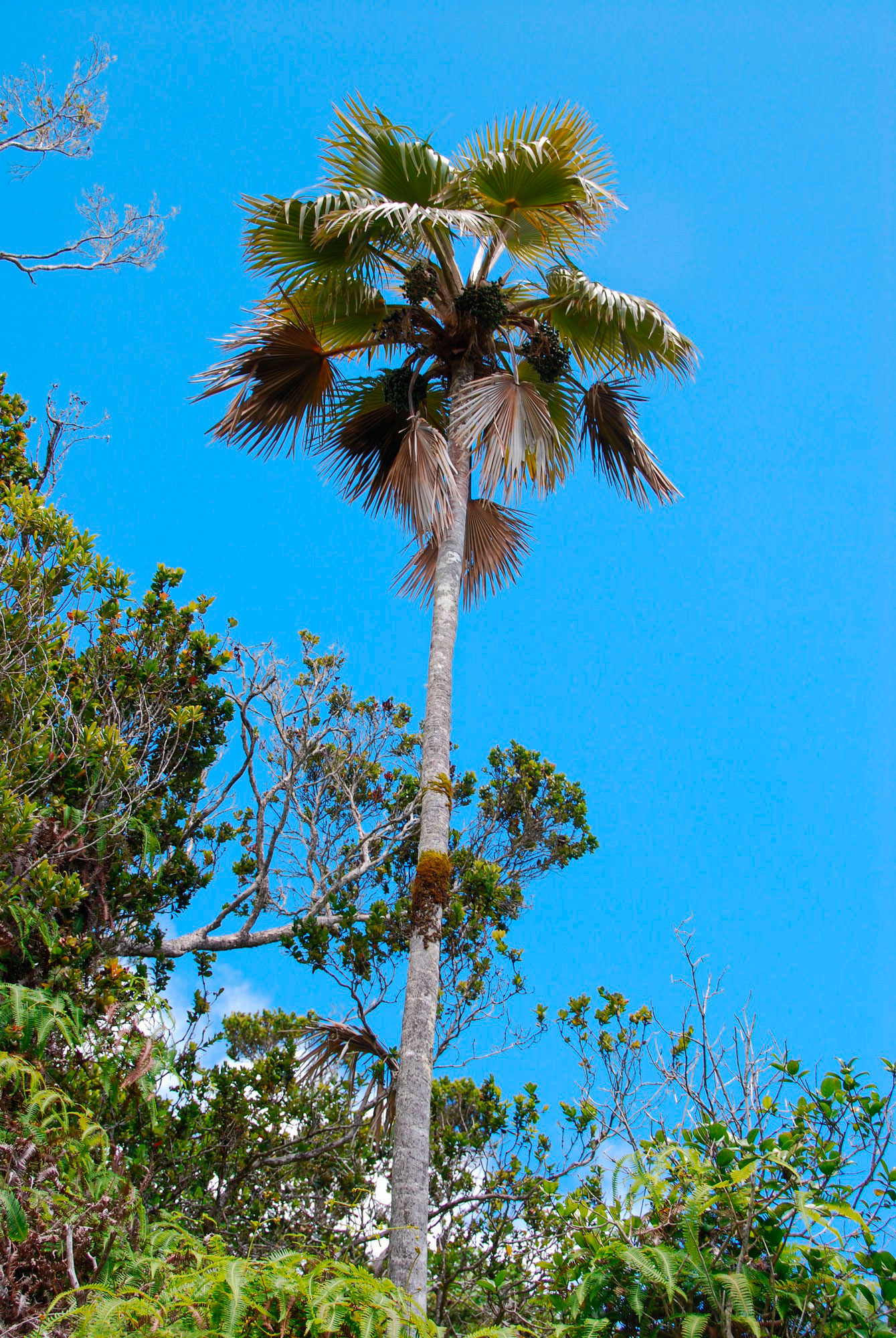 fan palm