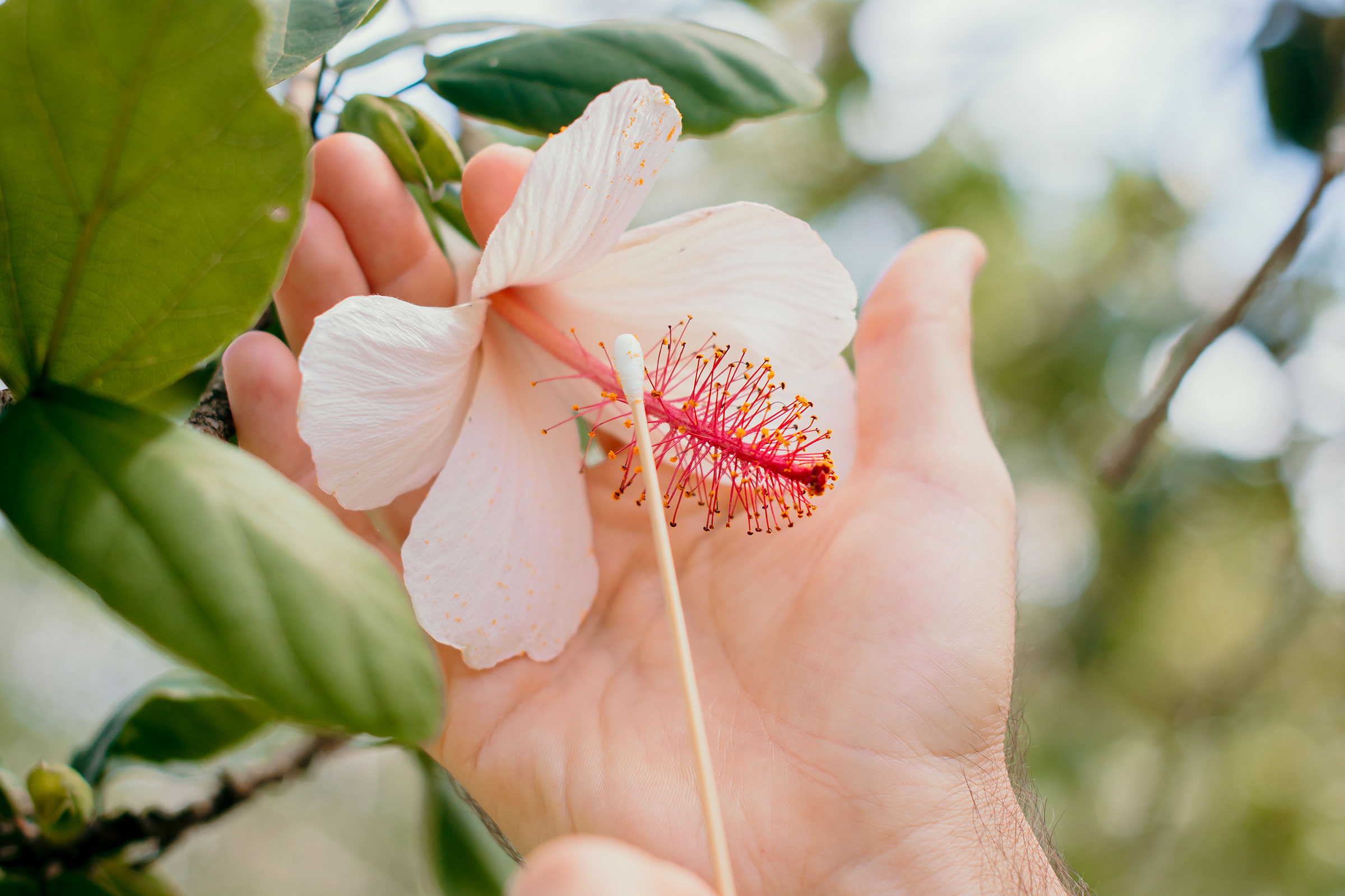flower bing swabbed for pollen