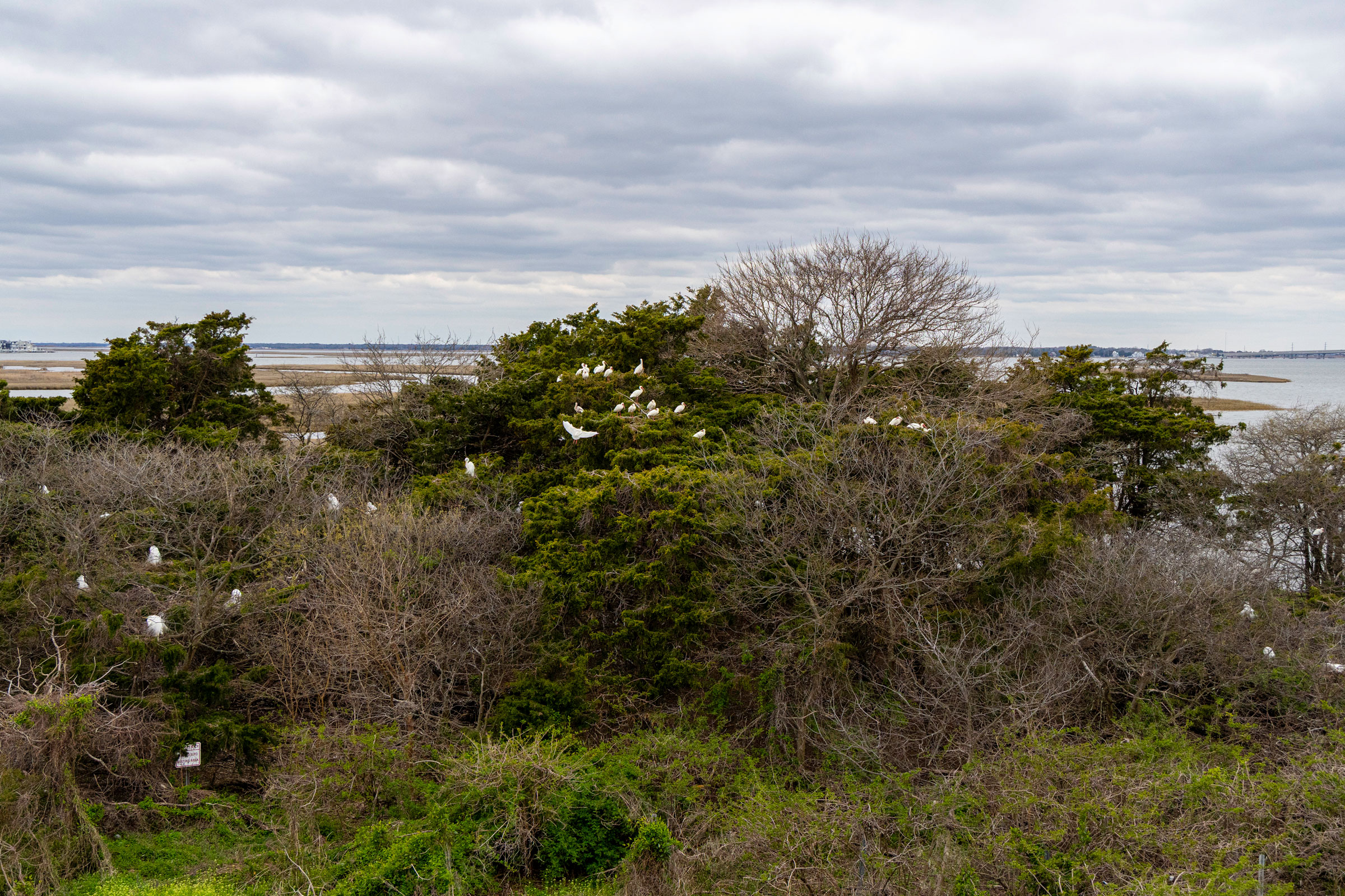 white ibis in trees