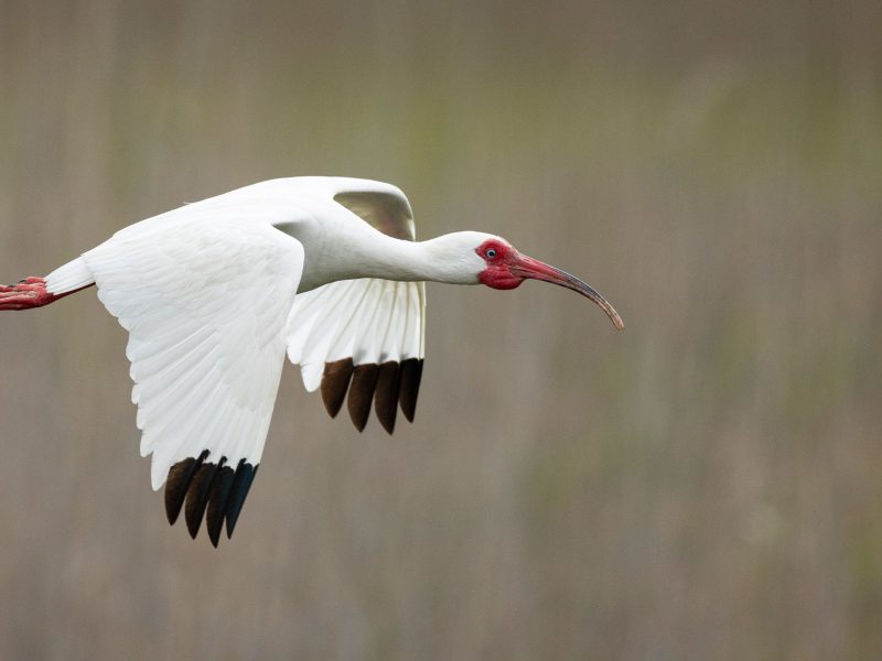white ibis in flight