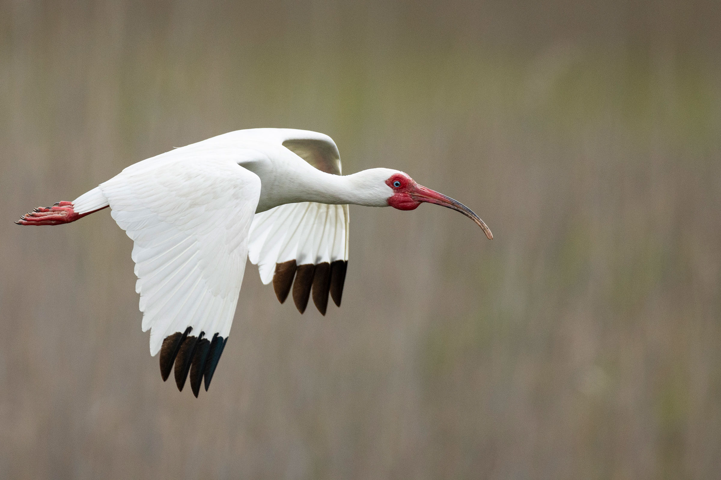 white ibis in flight