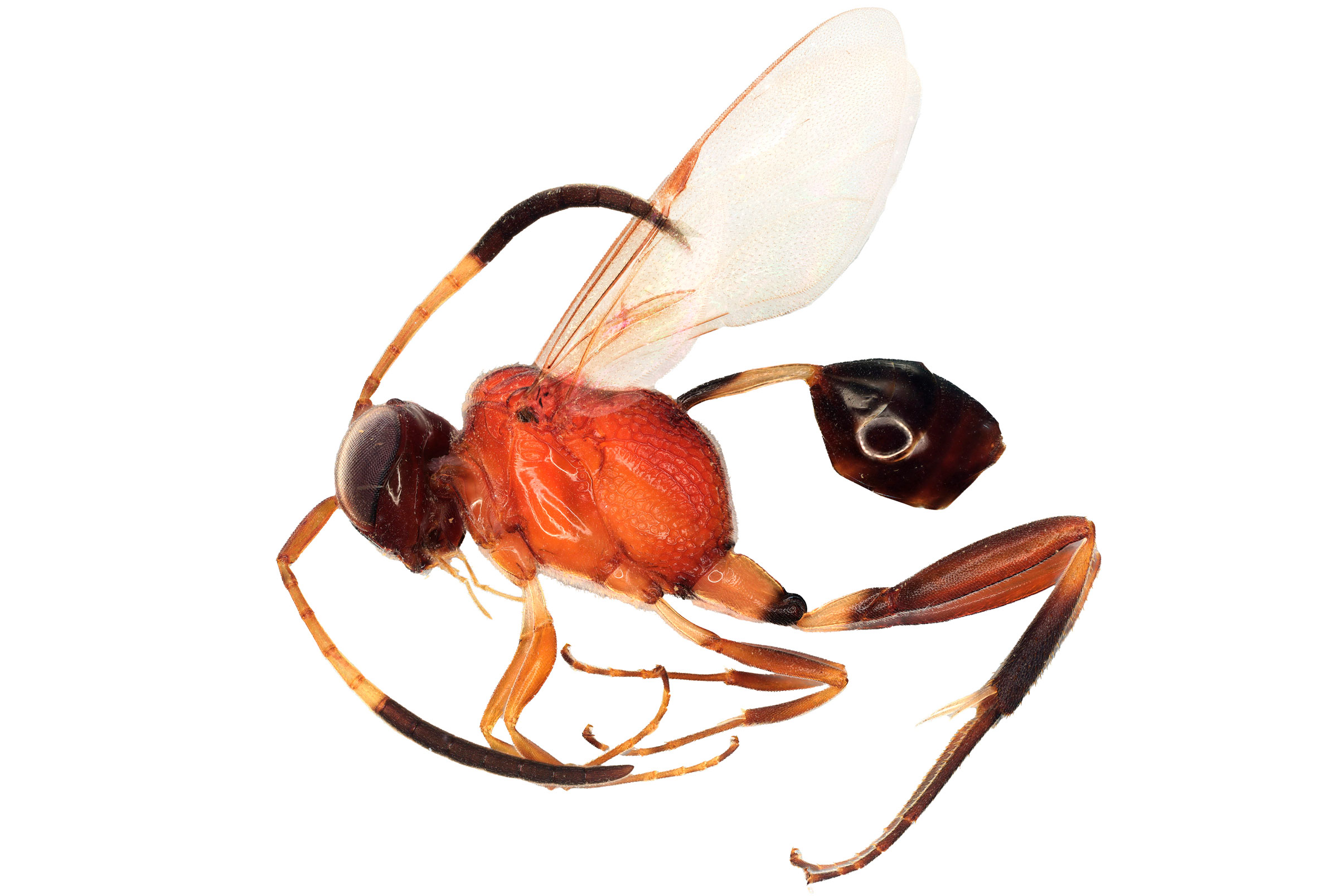 Evaniidae