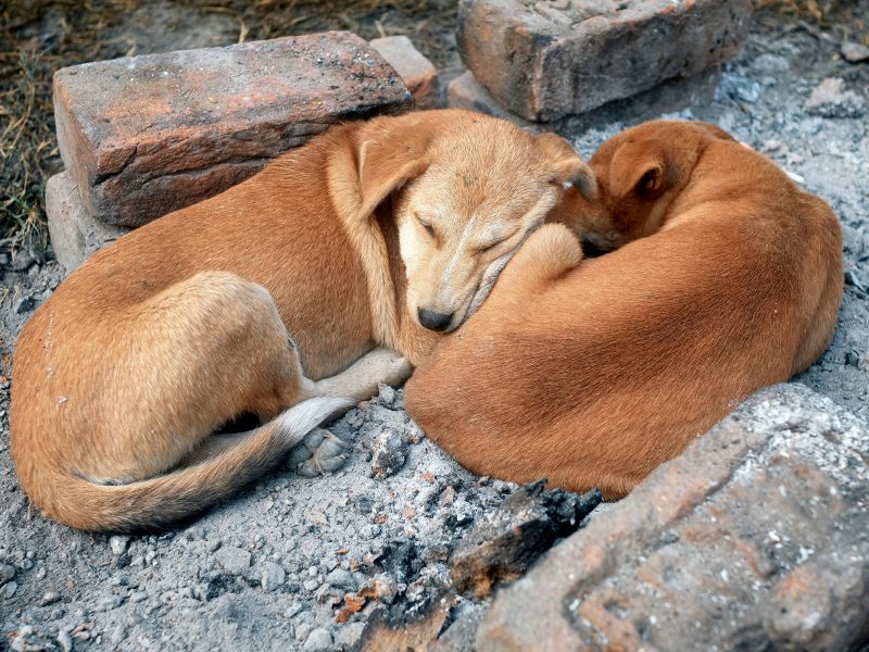 free range dogs